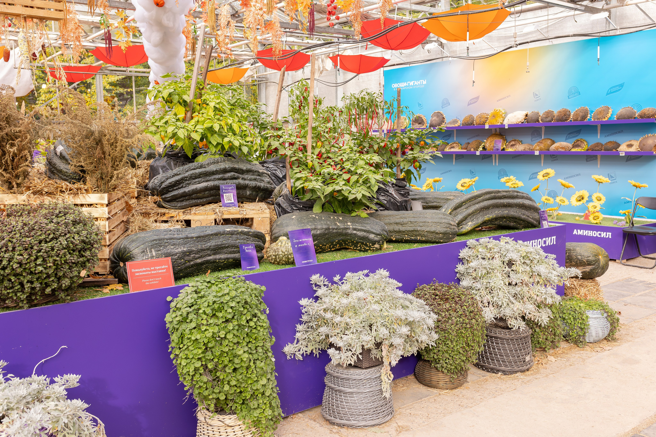 Овощи-гиганты. Александра Куликова фотограф, Москва