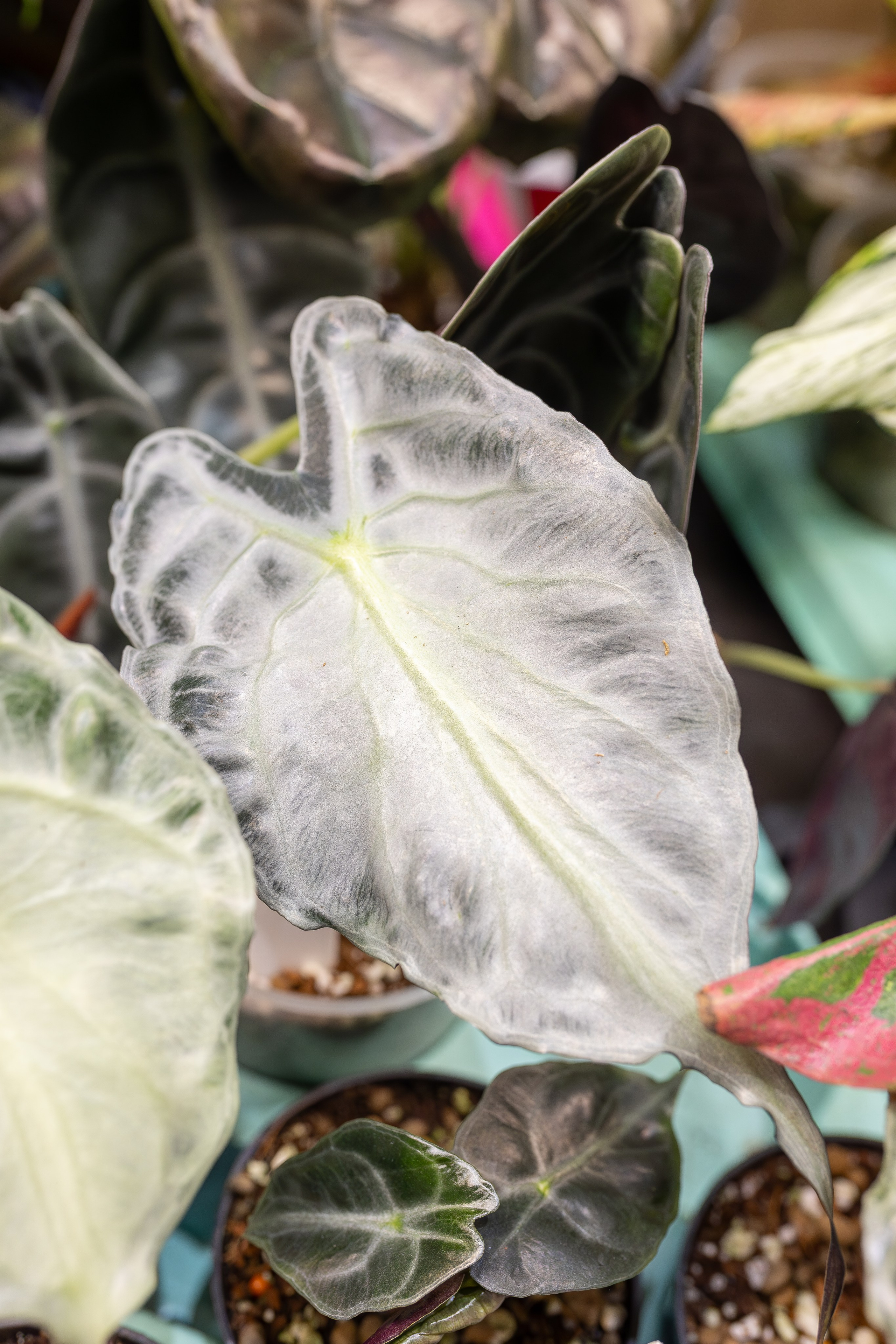 Монстериум апрель 2026. Александра Куликова фотограф, Москва