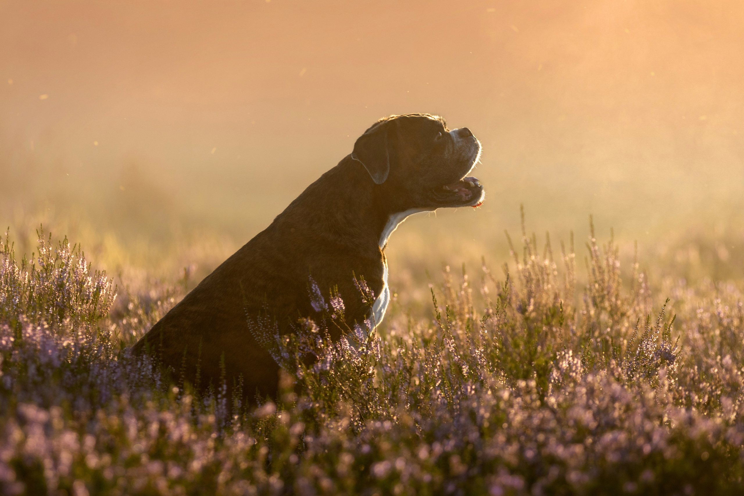 Фотограф — анималист в Москве и области Ольга Петракова