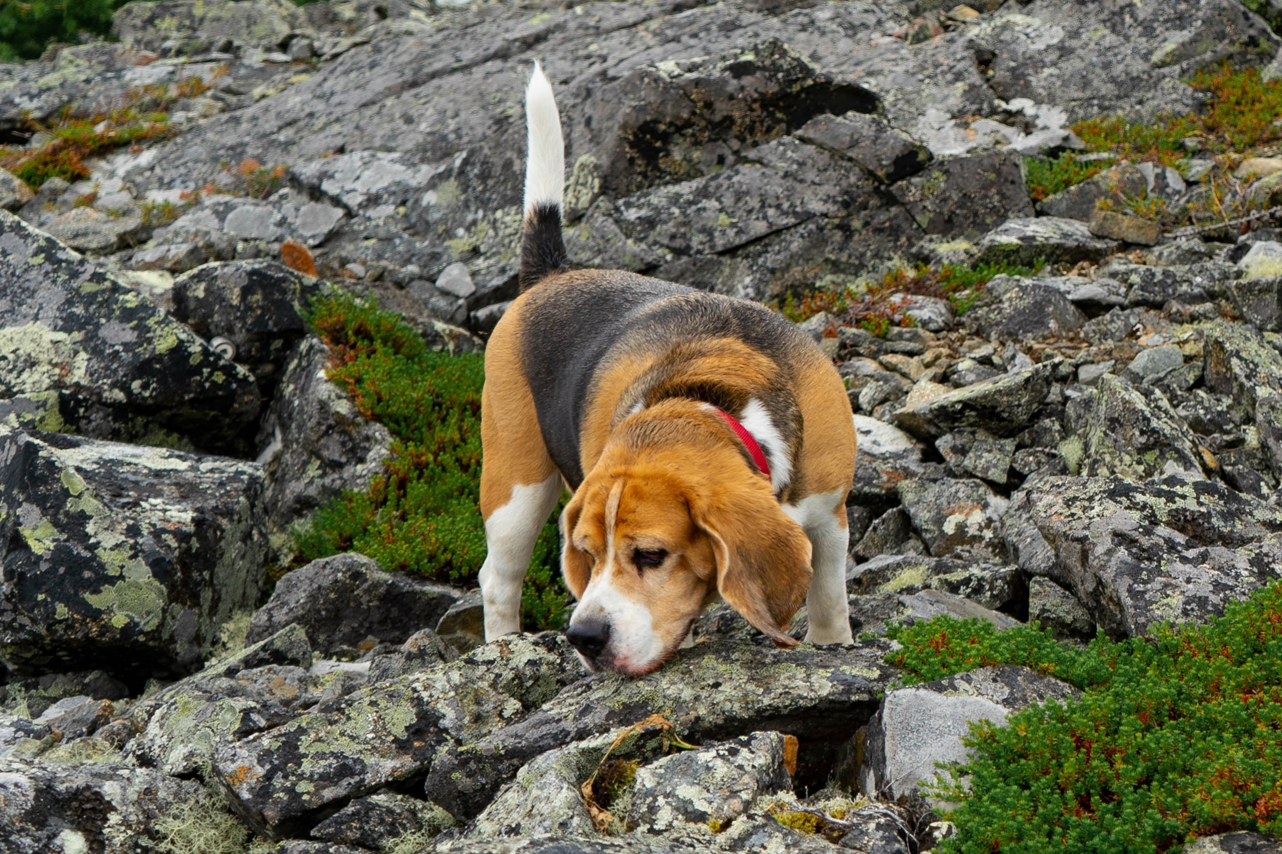 Лето в тундре. Фотограф Екатерина Зорина