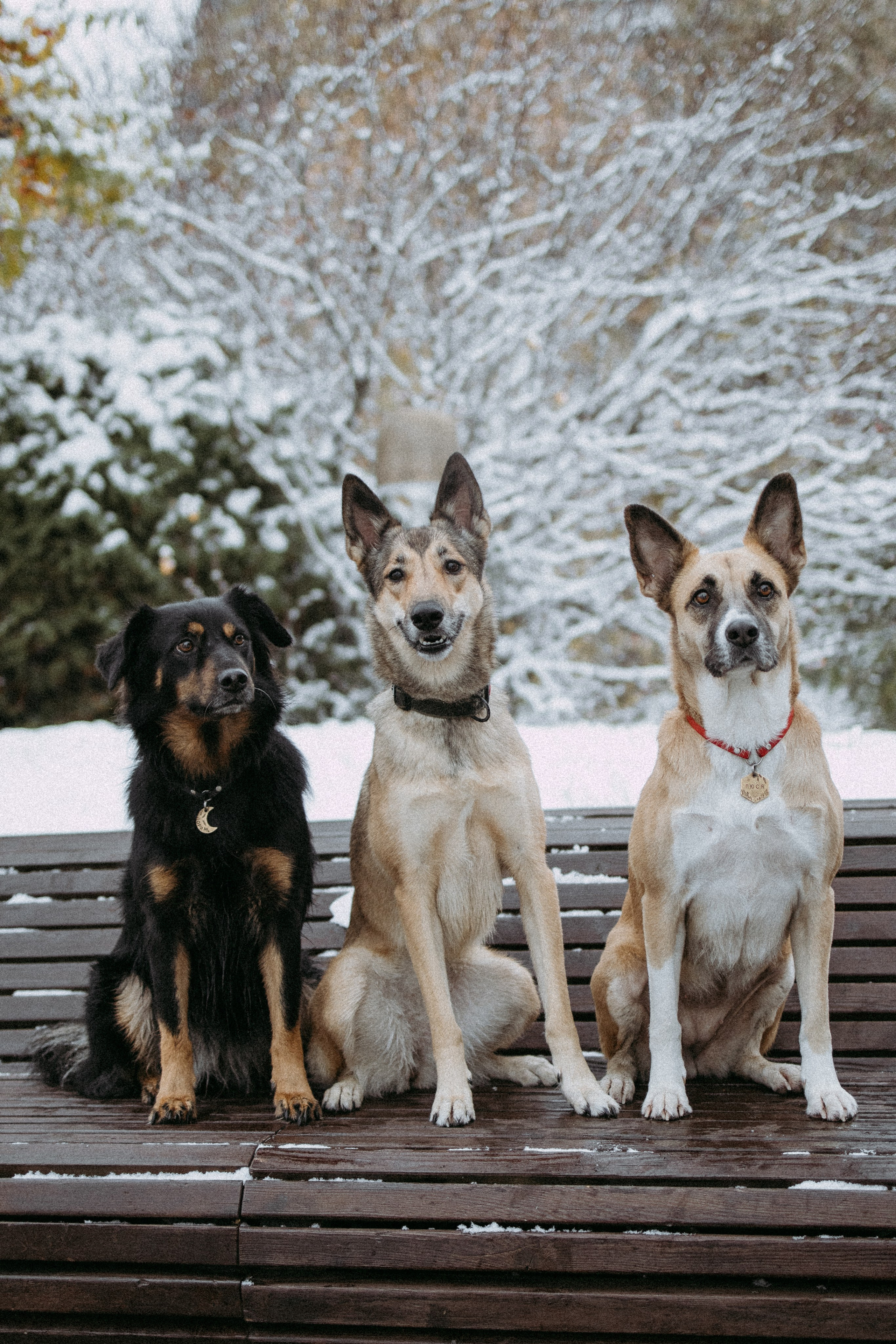 Саша, Ксюша и их банда. Фотораф — анималист Мария Шистка