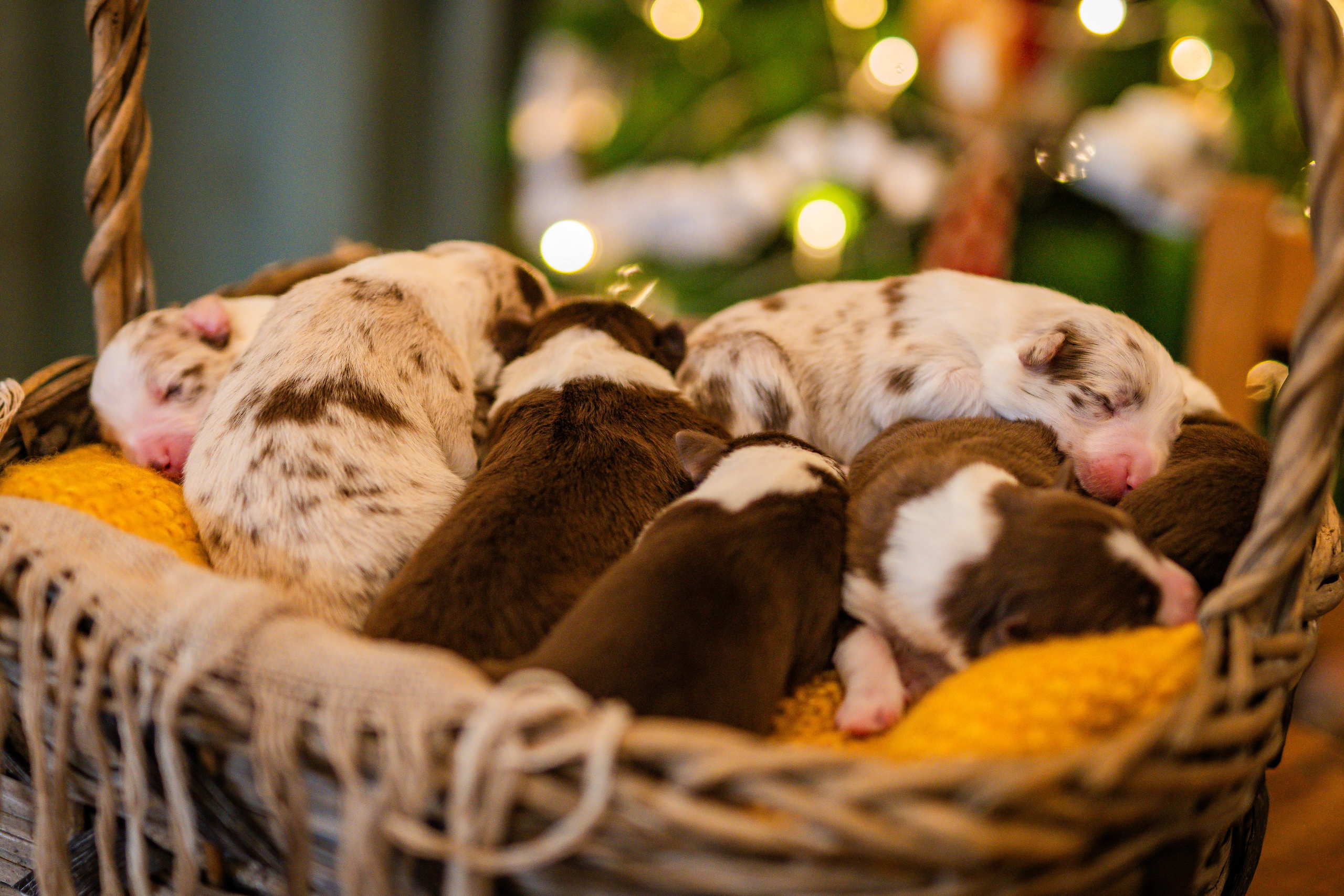 Фритсвит. Семейный фотограф Ефремова Виктория