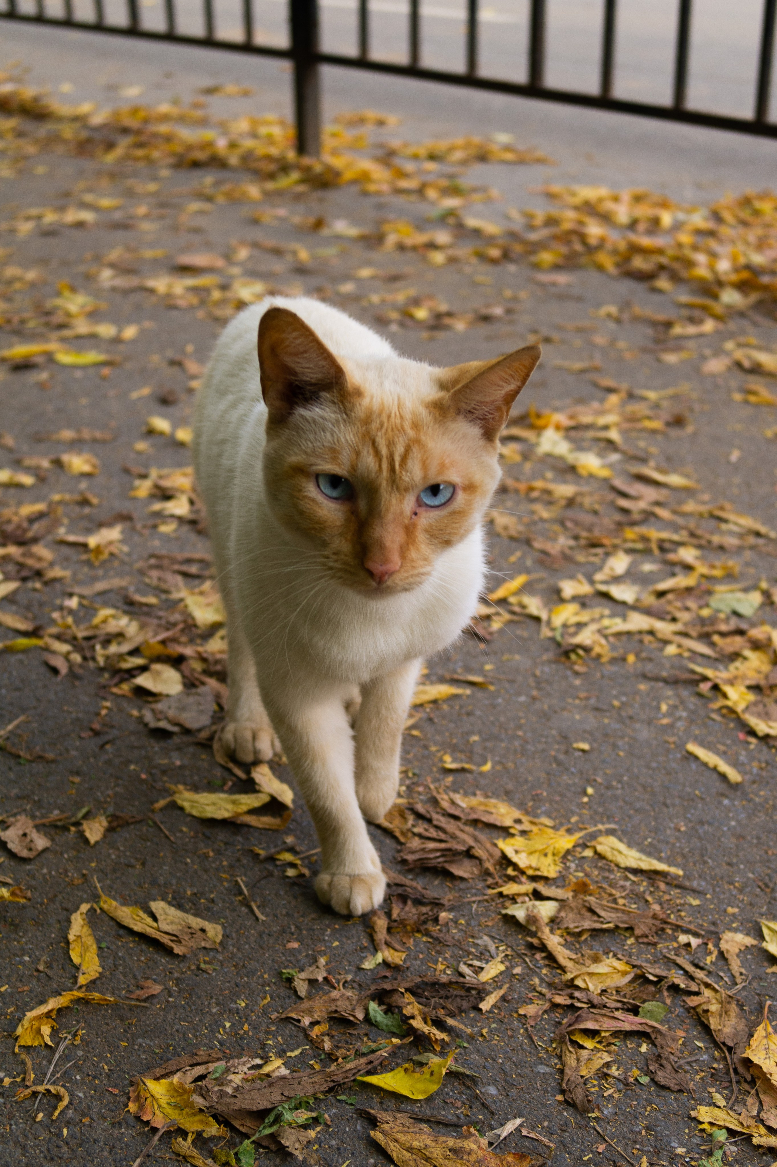 Сентябрь 2025. Den Mirov — Фотограф, Музыкант