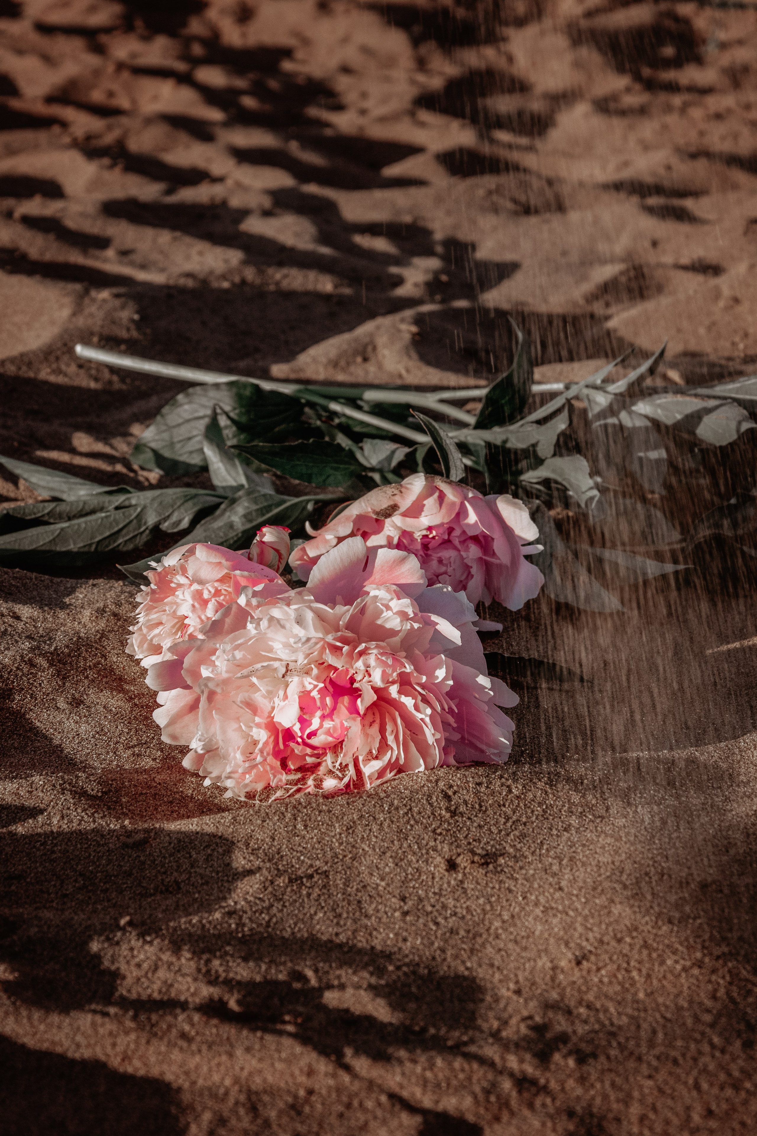 DARYA Цветочный закат