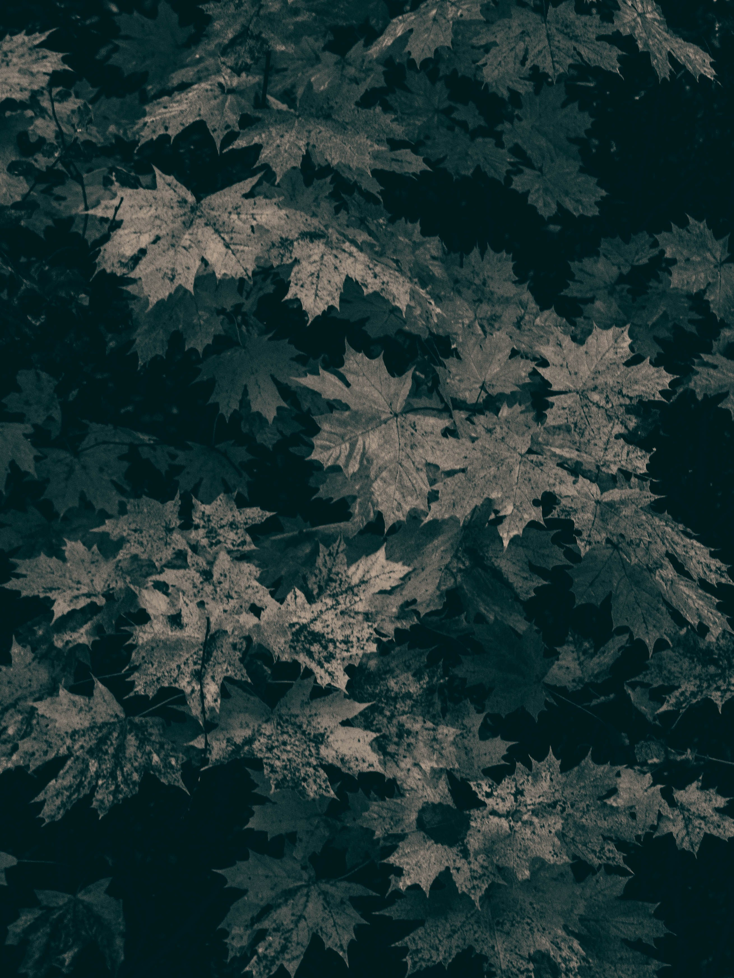 Село Петрилово (28.09.24). «Матрица»