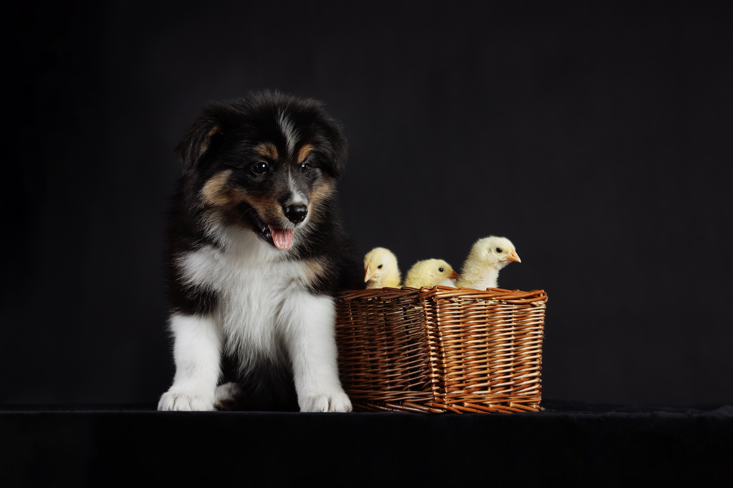 С цыпами. О нас