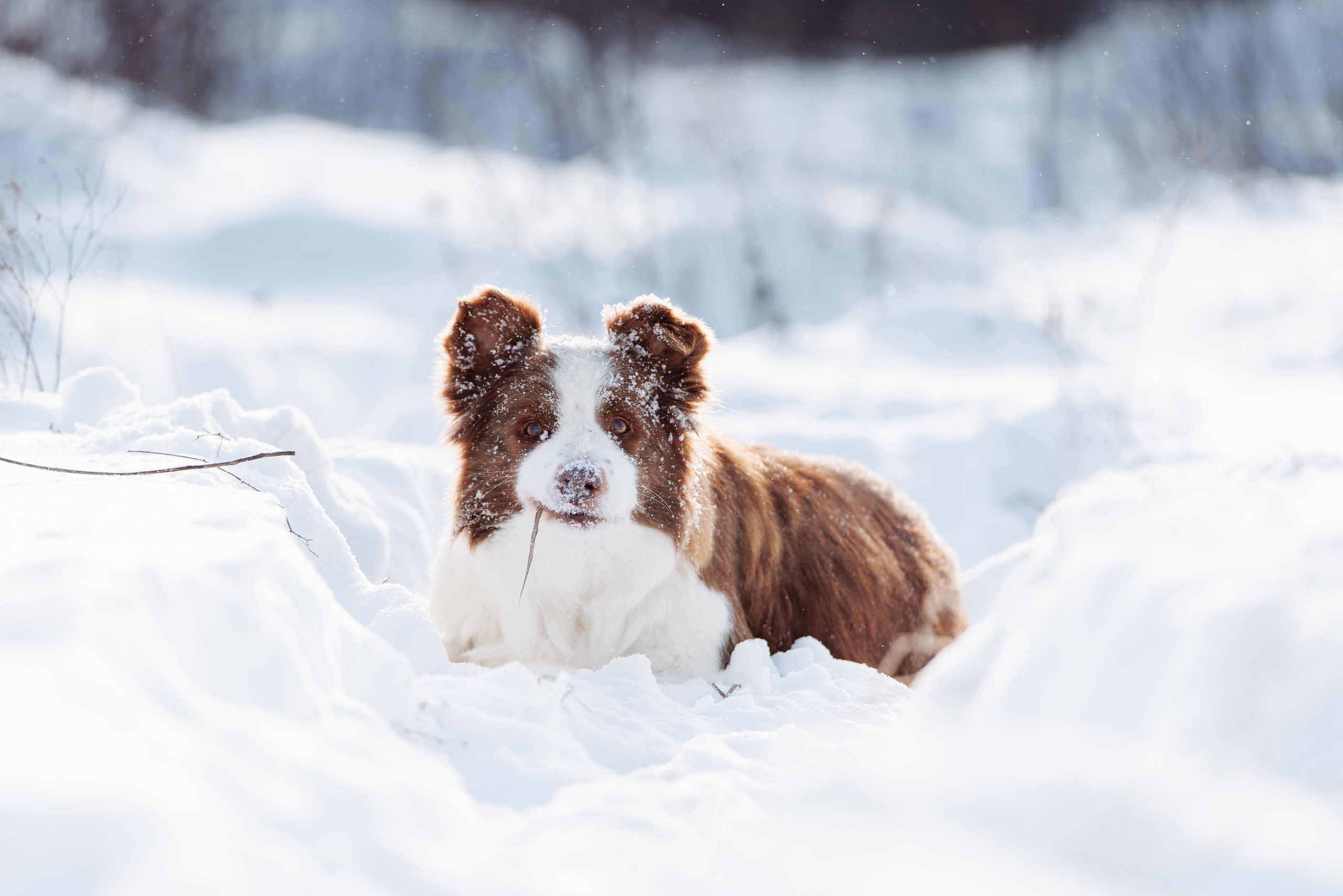 Яркий январь. О нас