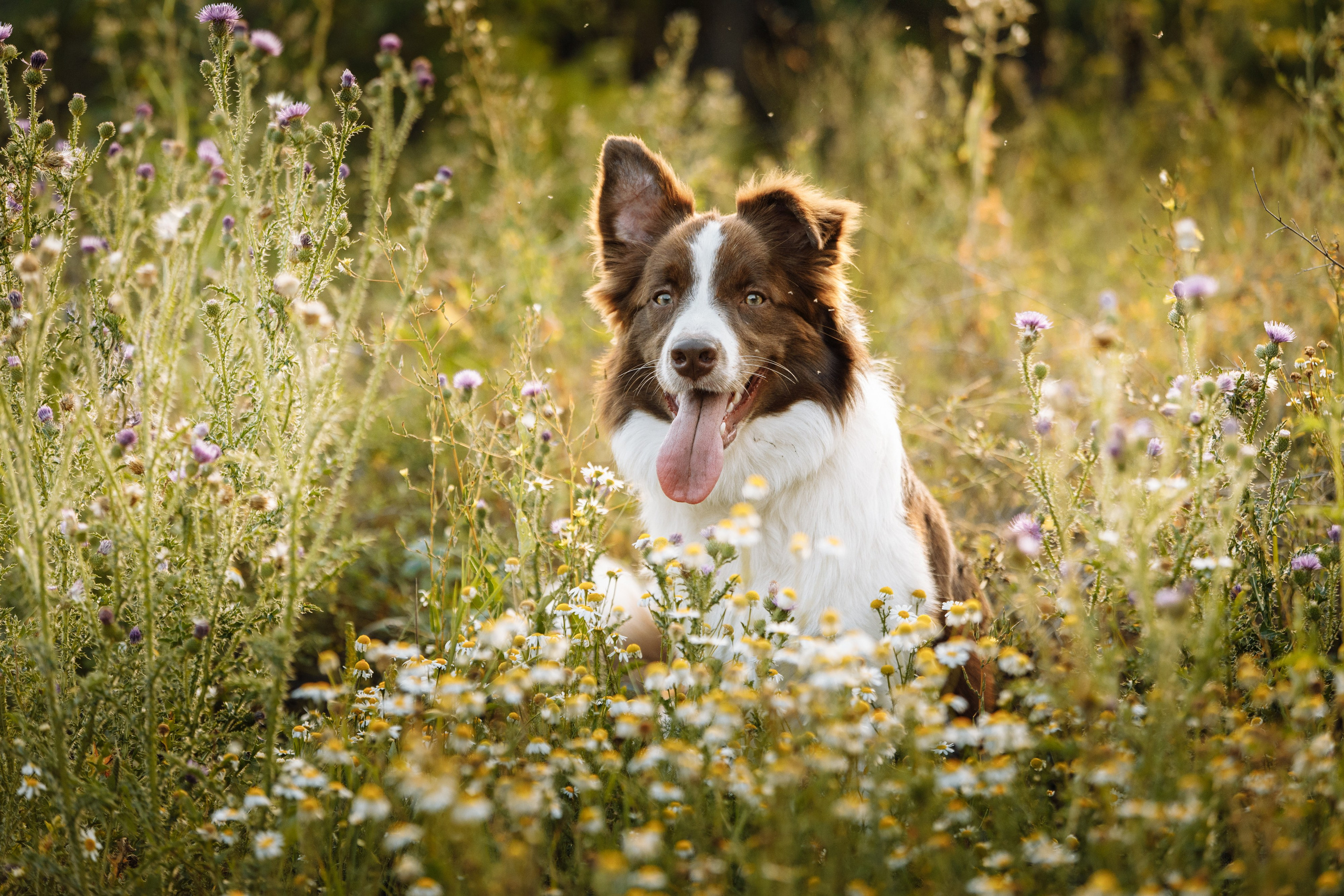 Овечий день. О нас