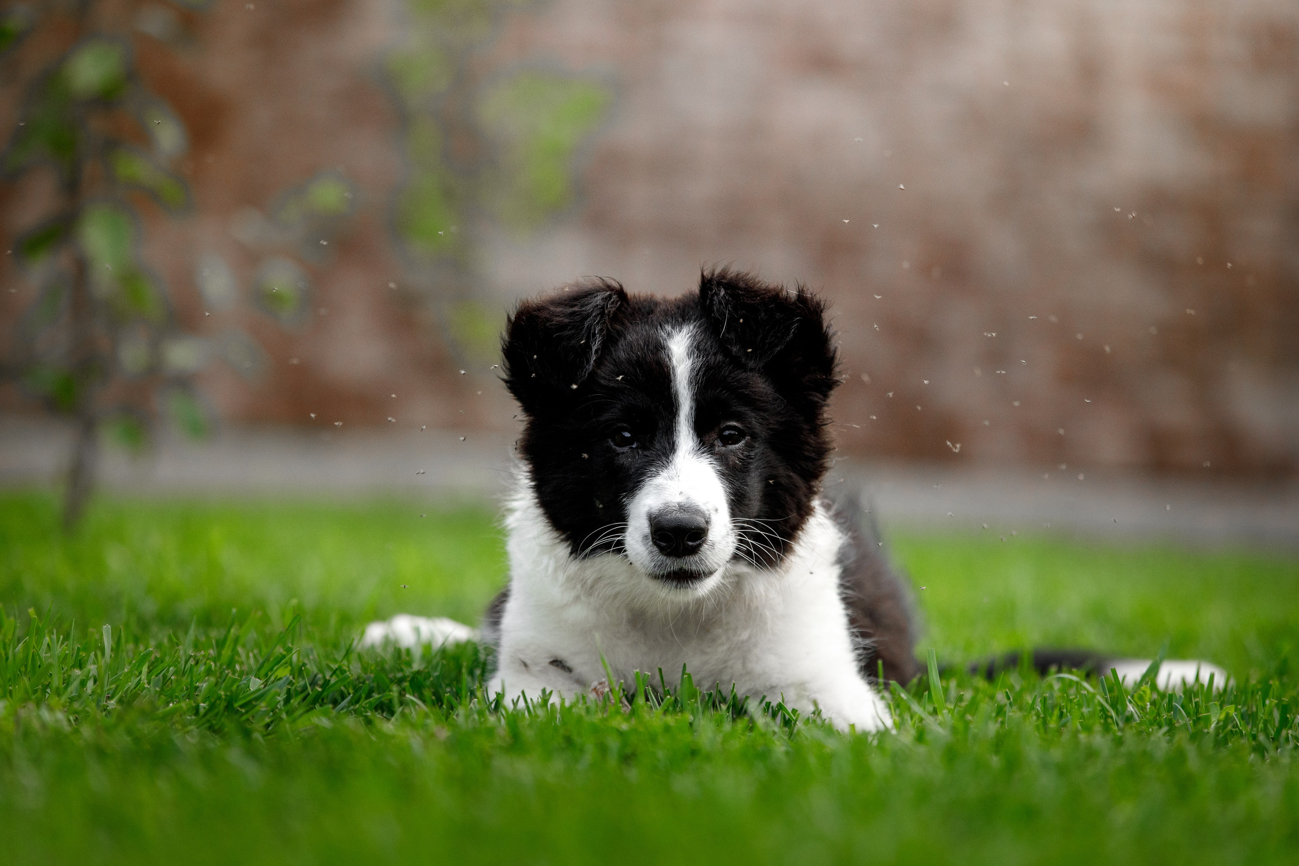 Болтовня в саду. О нас