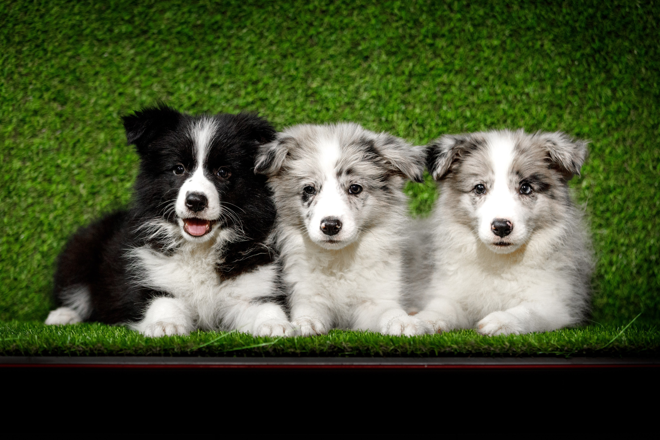 Болтовня в саду. О нас