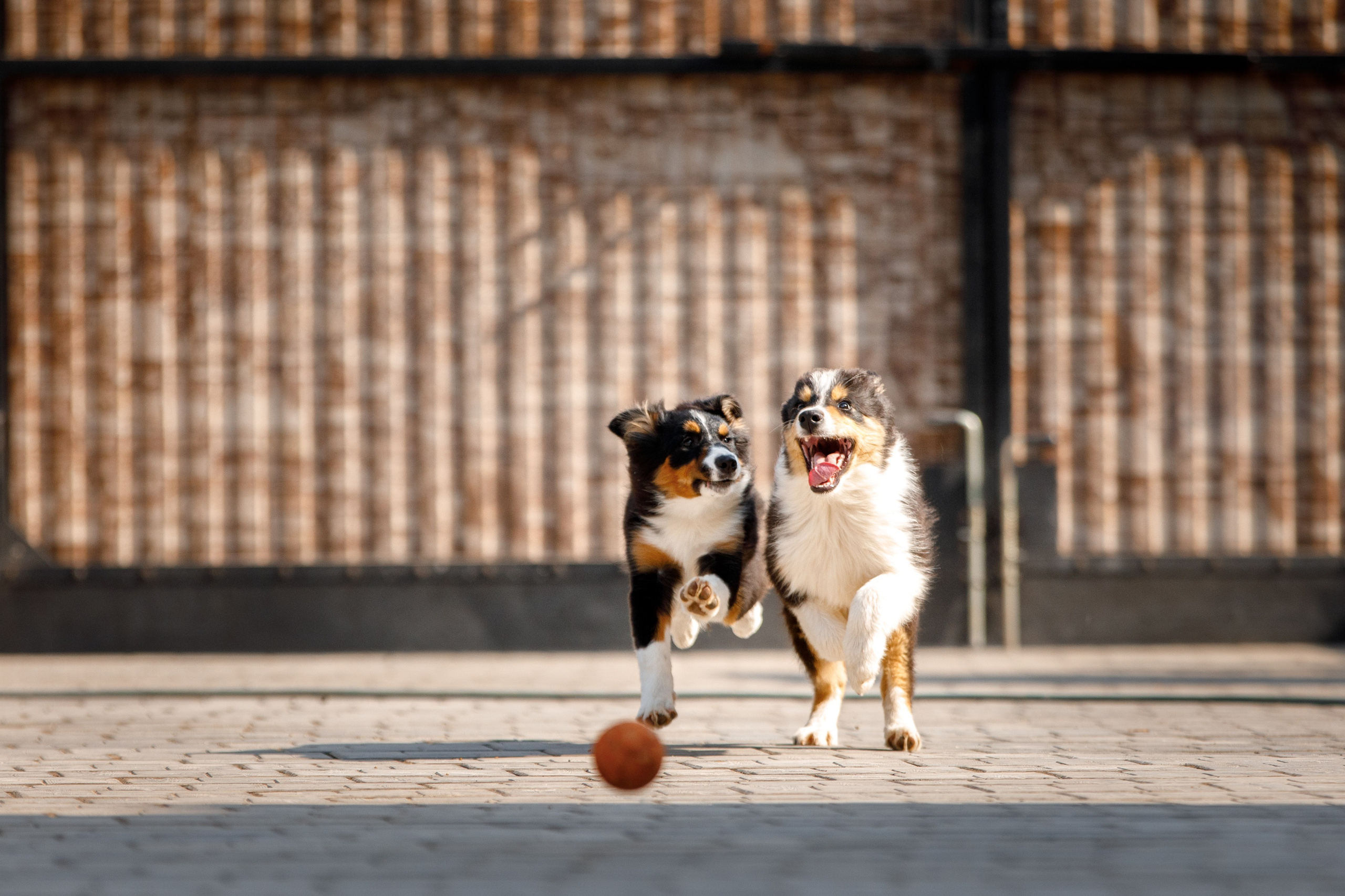 Смешарики. О нас