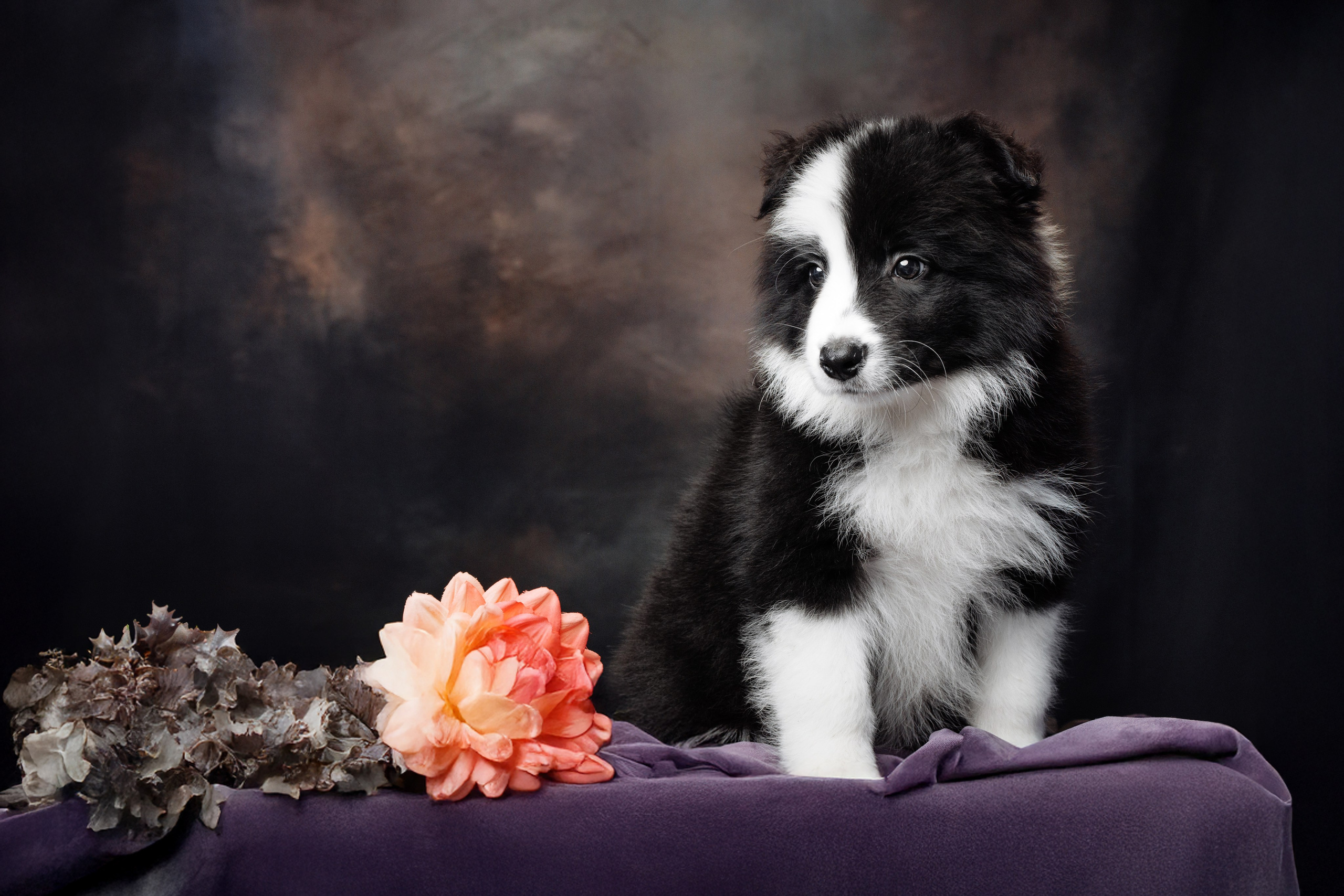 Помет с. О нас