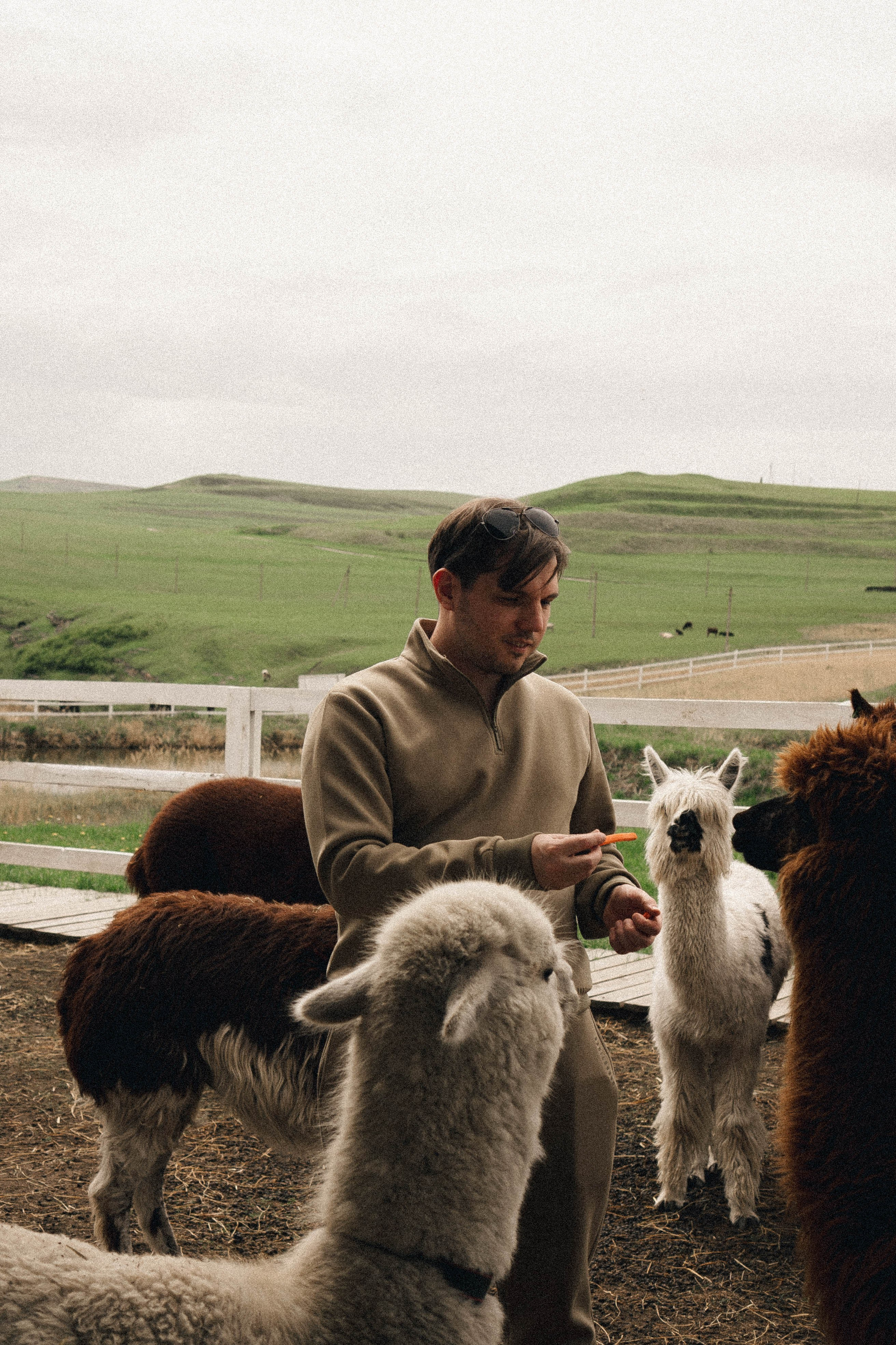 Ферма Альпак. Профессиональный фотограф, Санкт-Петербург — Виктория Богомолова