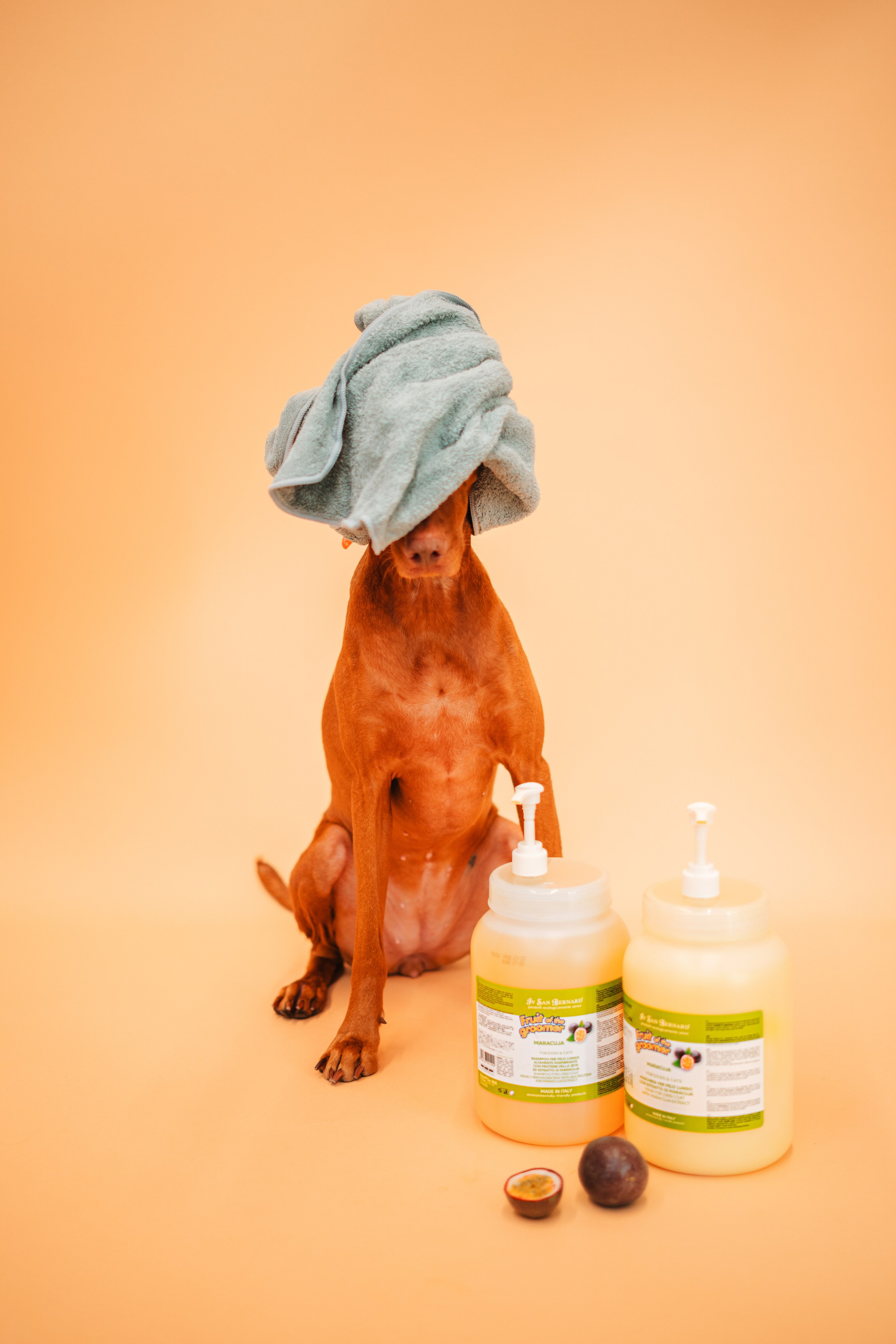 Груминг — салон. Фотограф анималист Осипчикова Мария