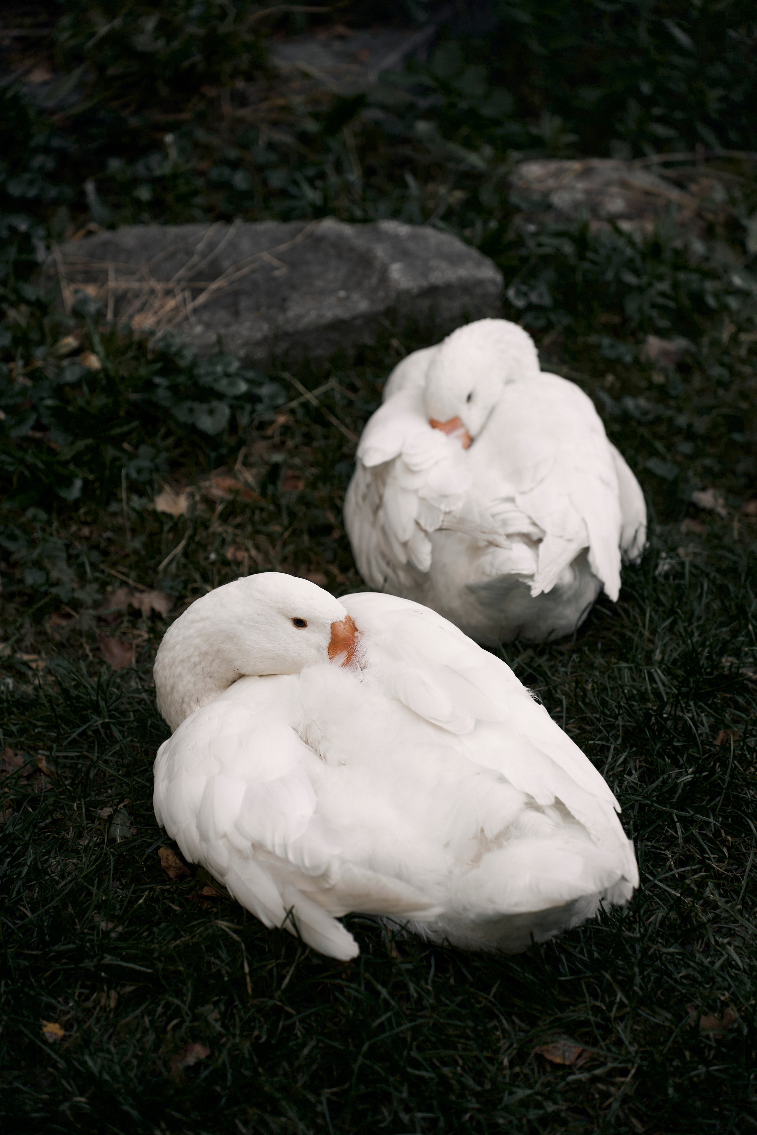 Анастасия. Ваш фотограф Анастасия Болотникова
