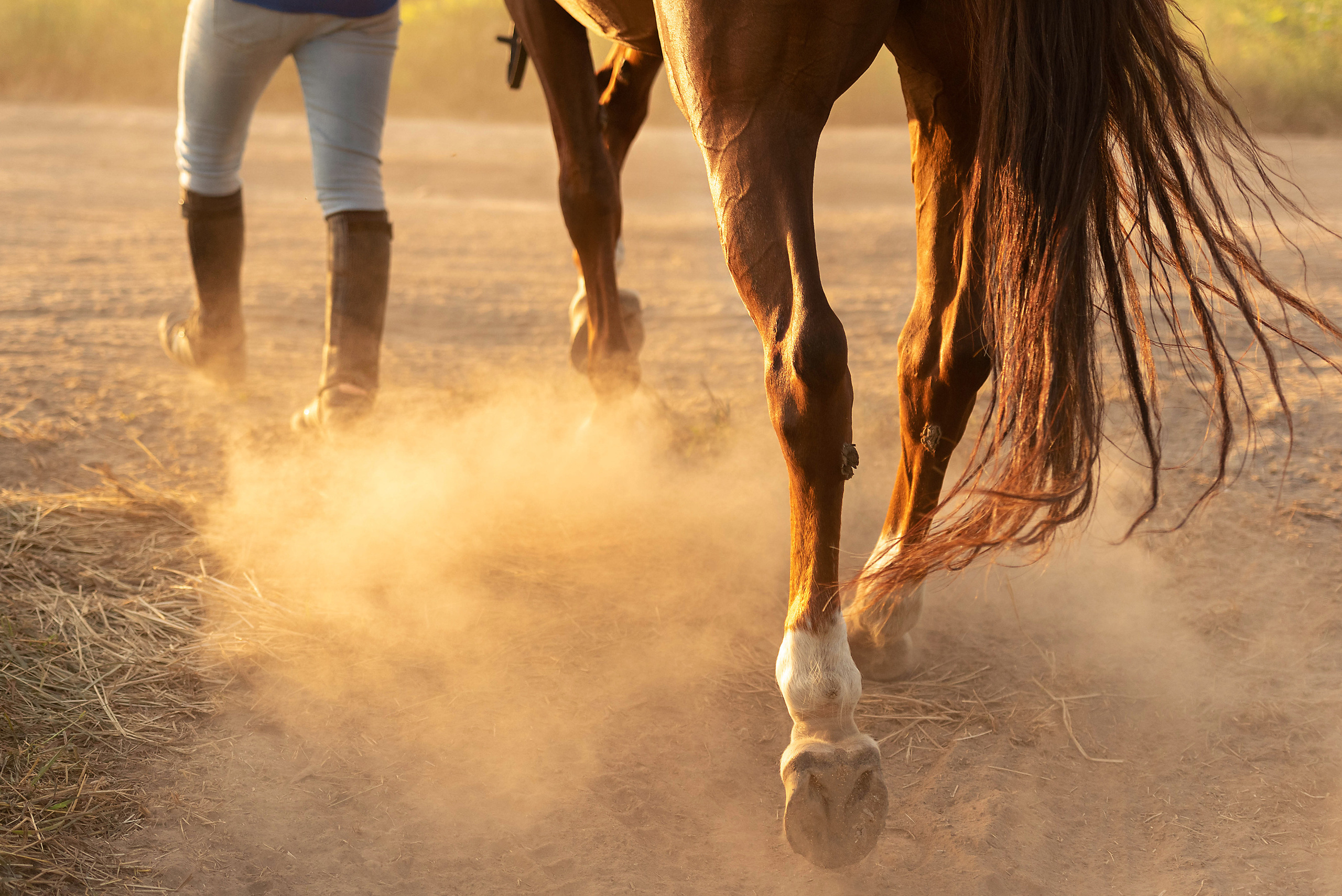 Конный фотограф Куракина Дарья • Фотосессии с лошадьми