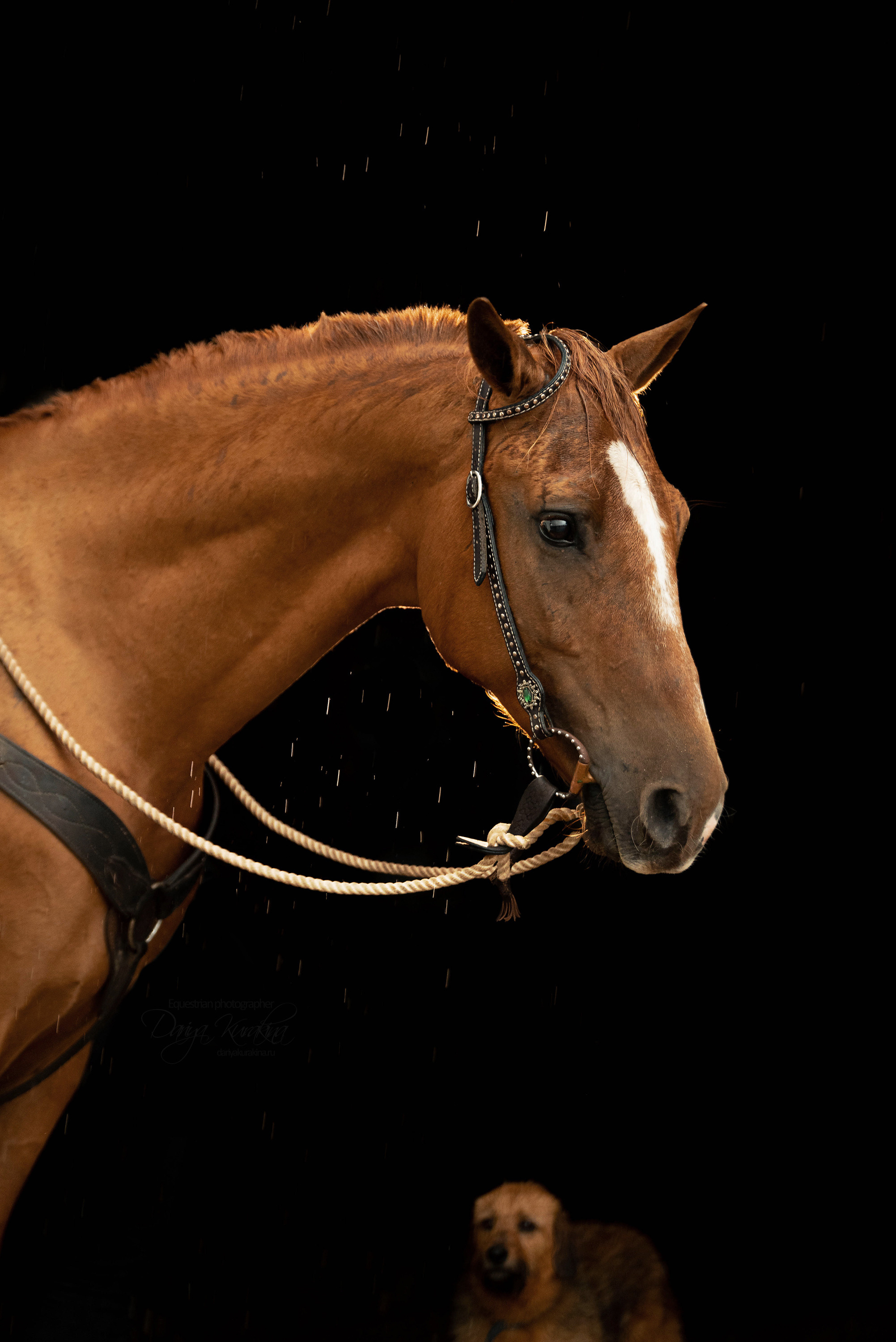 Cowgirl в Горках. Конный фотограф Куракина Дарья • Фотосессии с лошадьми