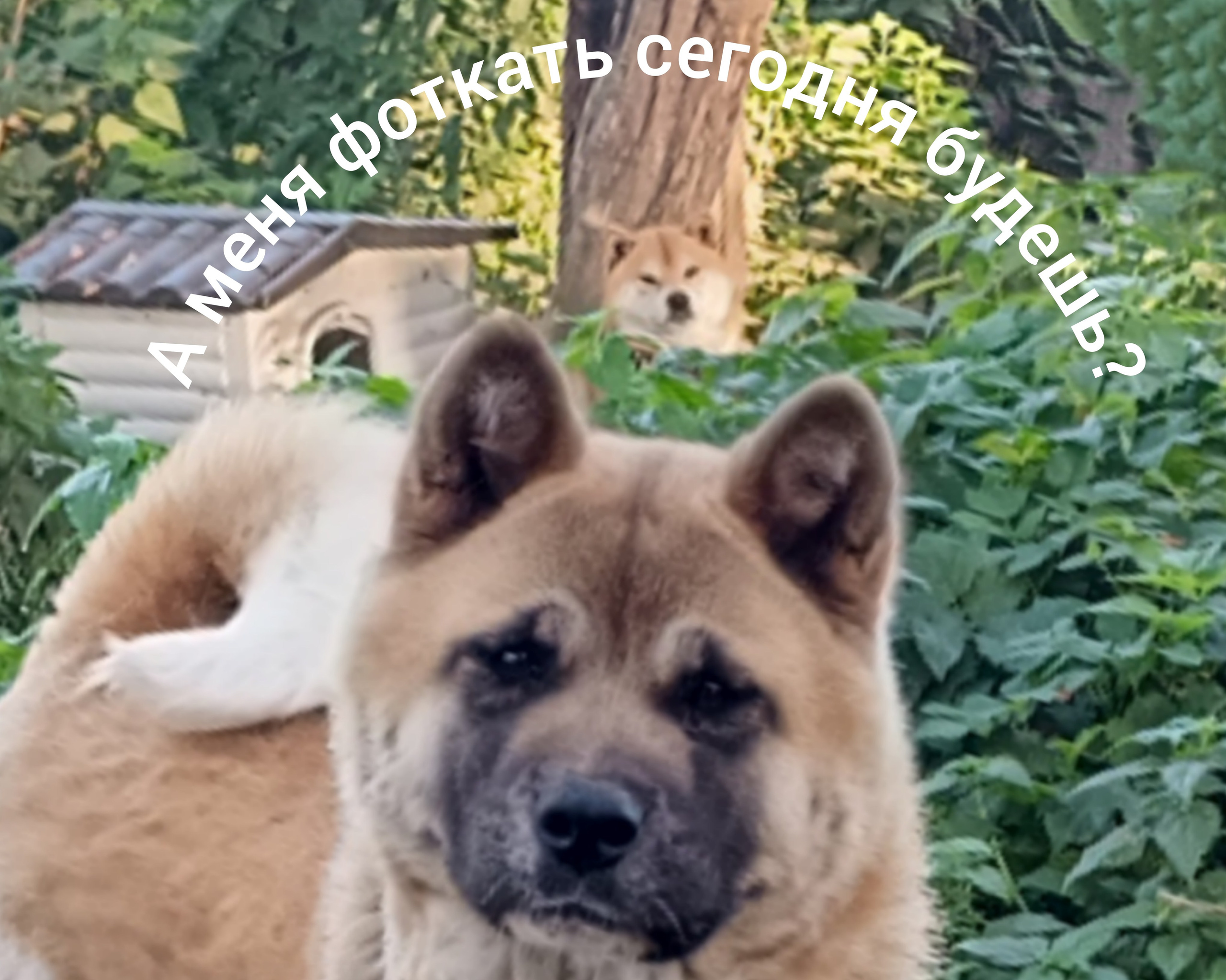 Кобель для вязки сиба Санкт-Петербург питомник Рубилайт Rubylight Тор * Exceligmos Victor сиба щенки