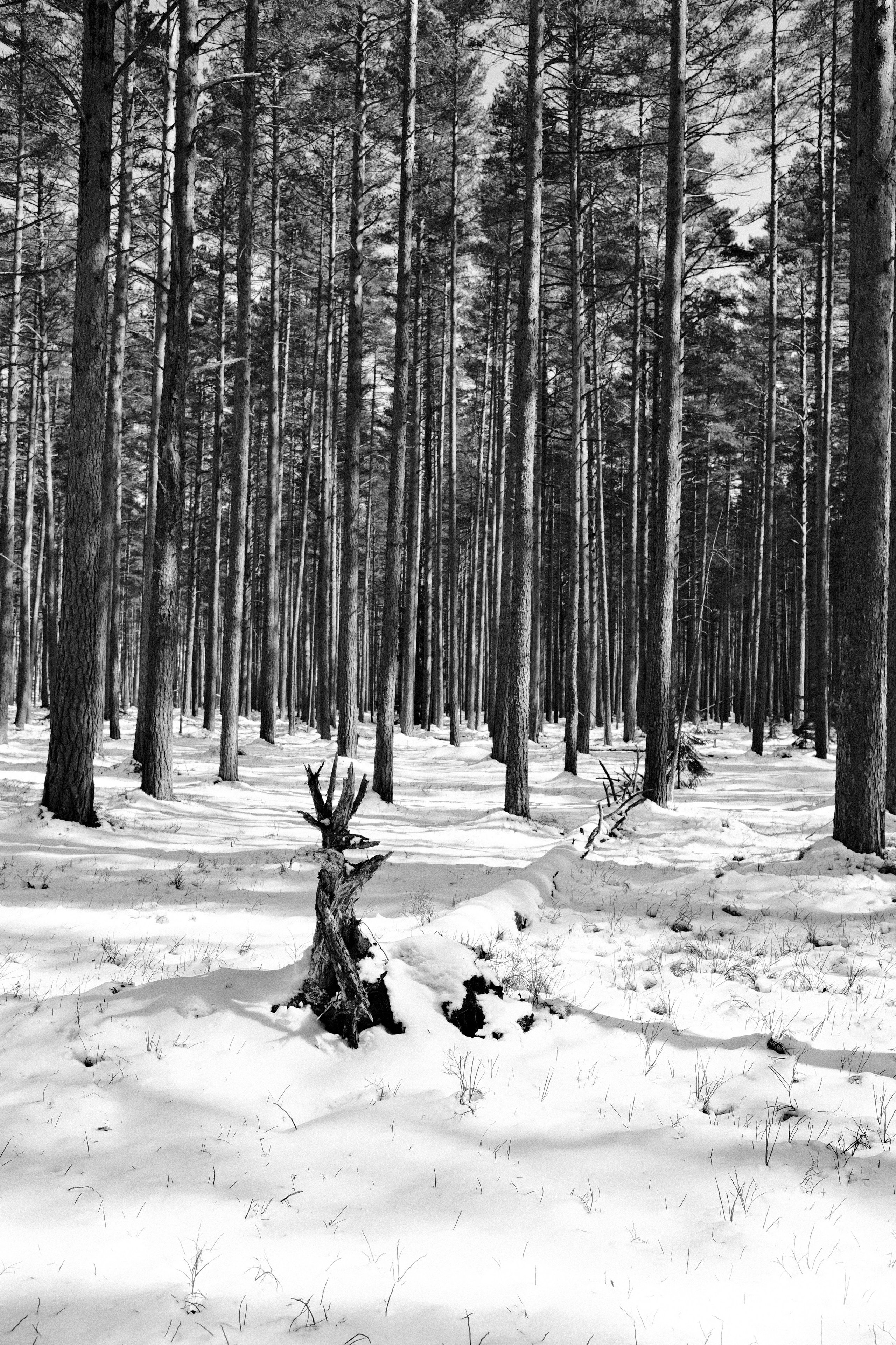 Сказочный лес. Портретный фотограф