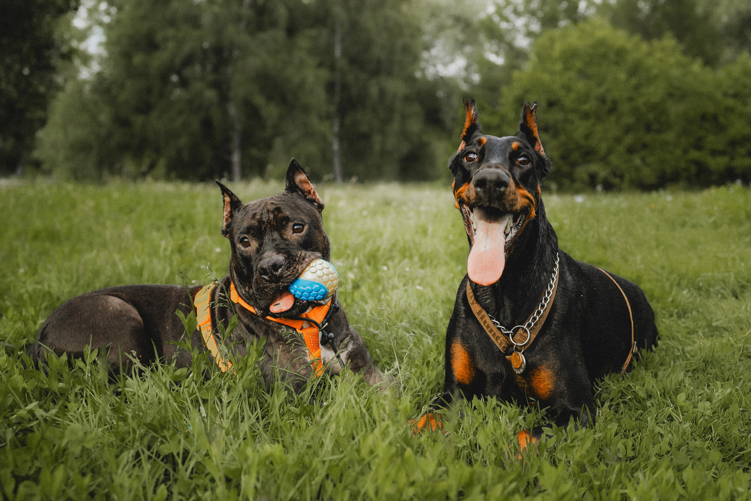 Паша, Хайди и Тея