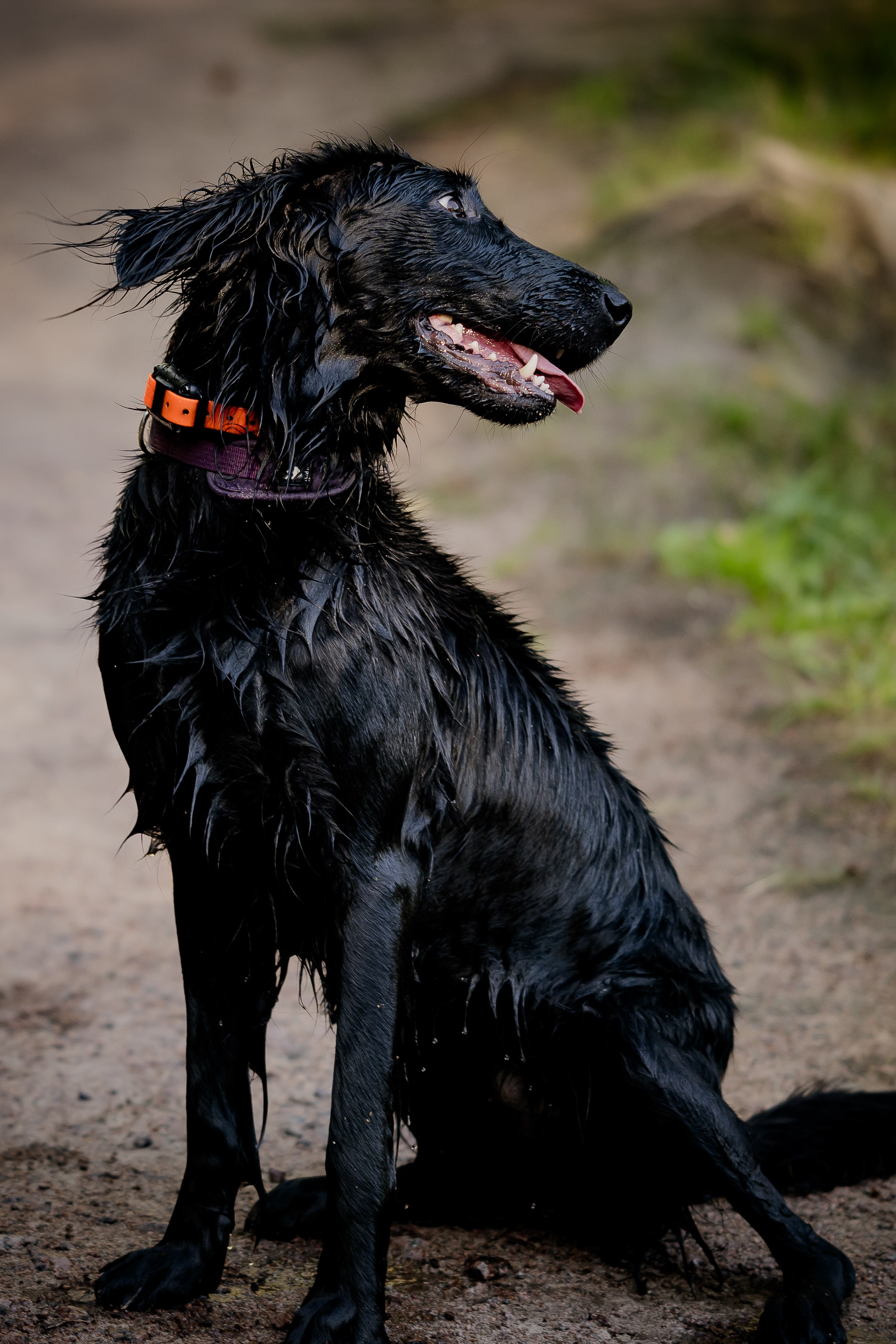Фотограф анималист в Санкт-Петербурге Таша Крейв