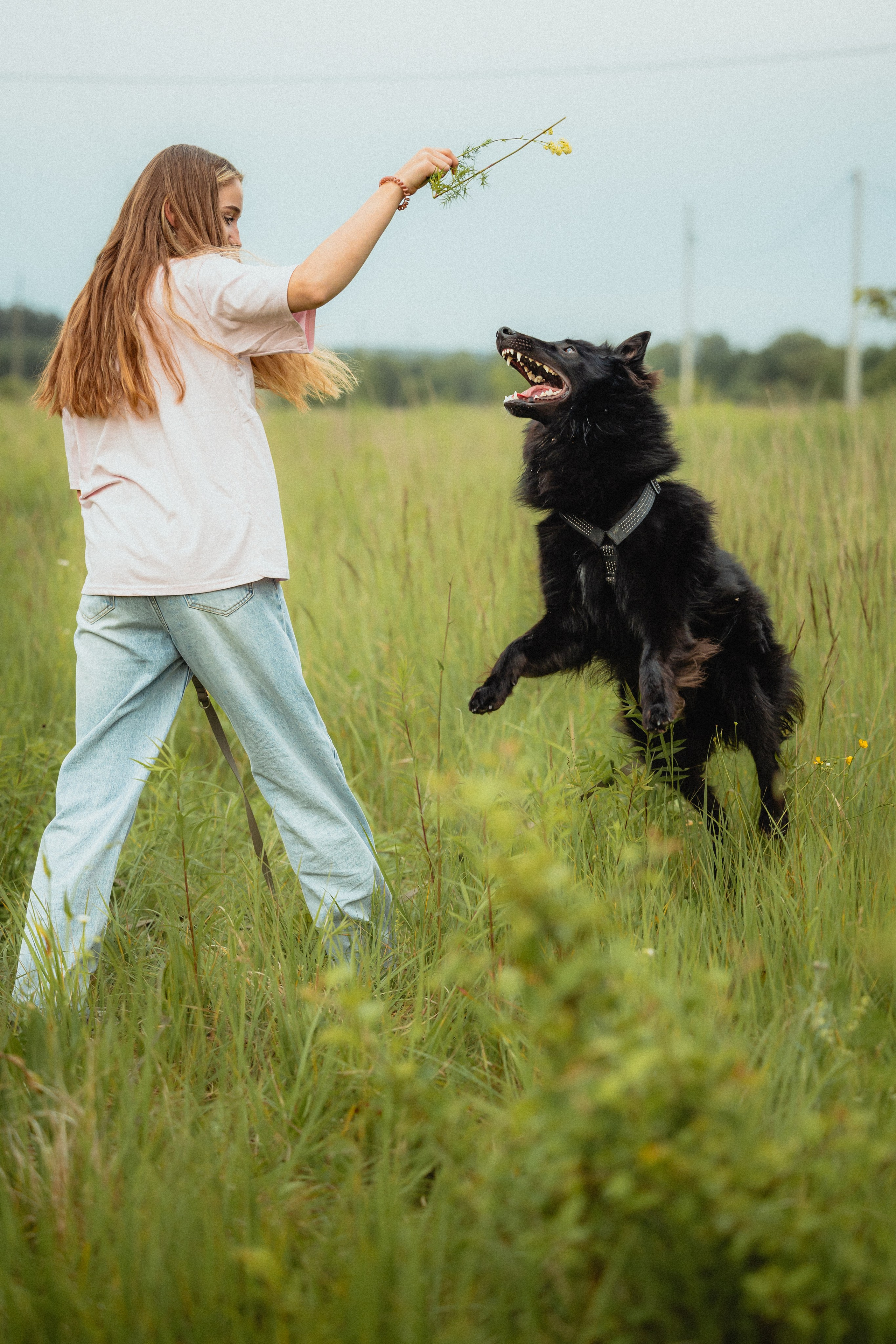 Выездной дог-тренинг от школы «Шерсть имею»