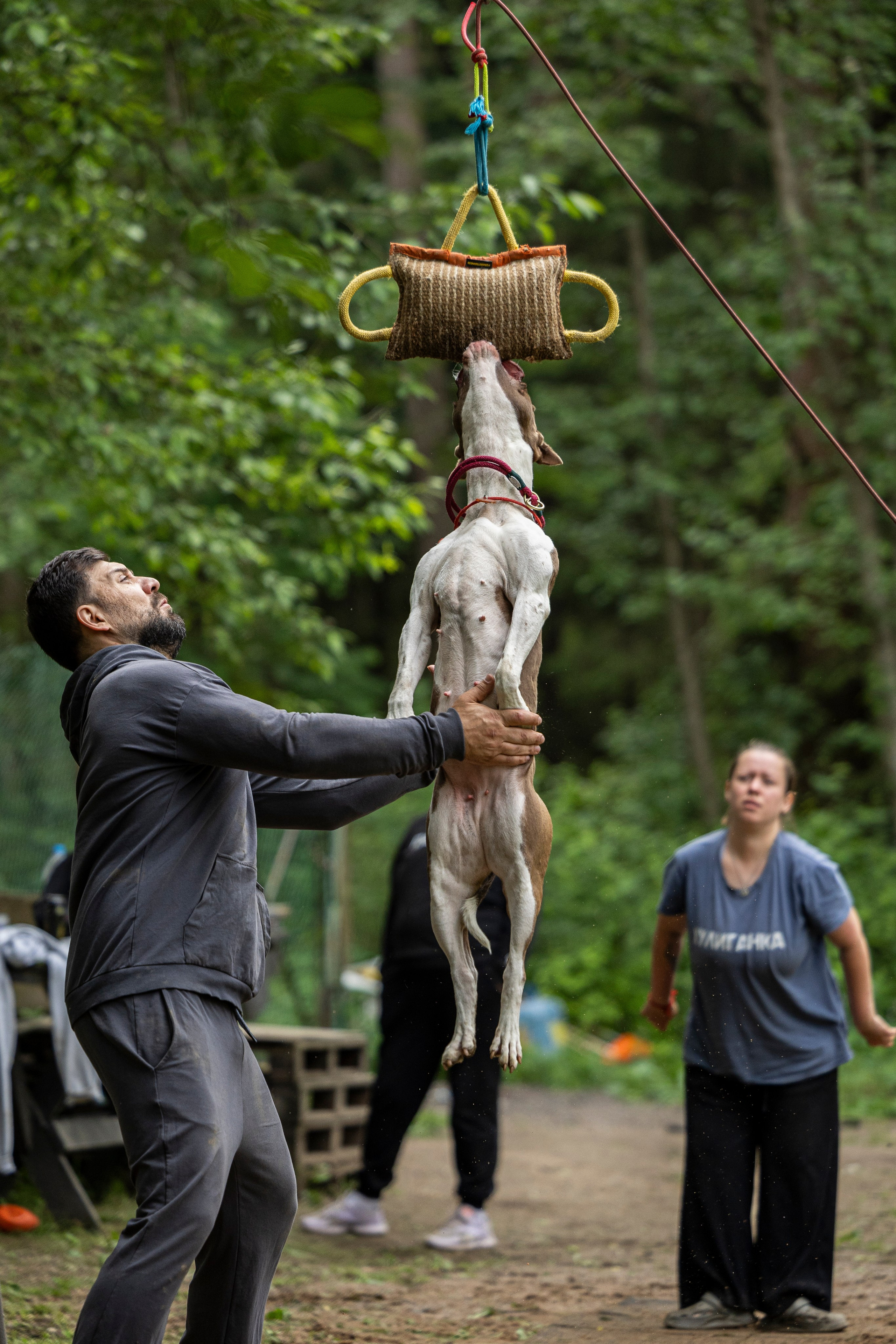 Пит-стафф многоборье. Фотограф-анималист Анна Маринич