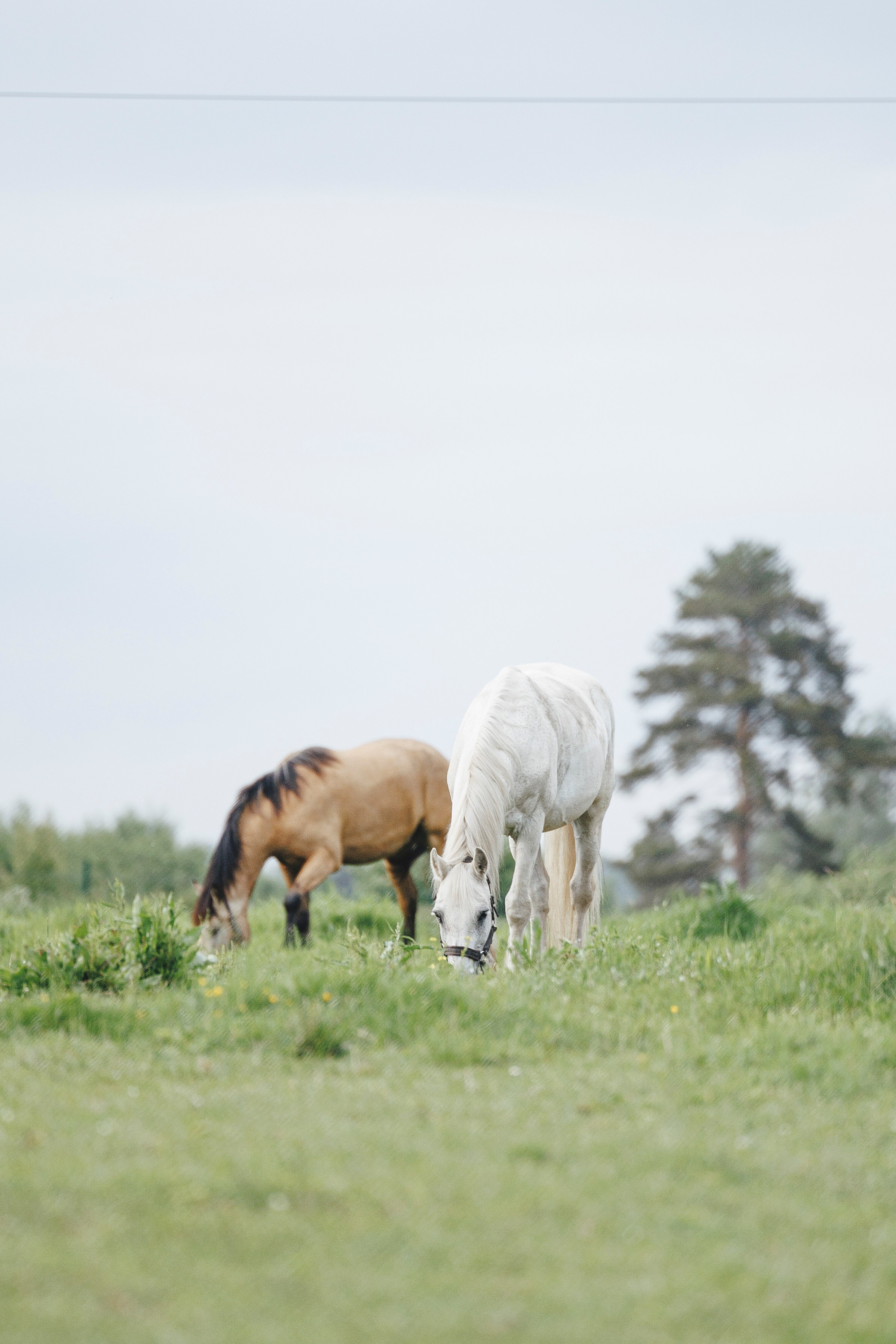 Керро поле. Фотограф-анималист Анна Маринич