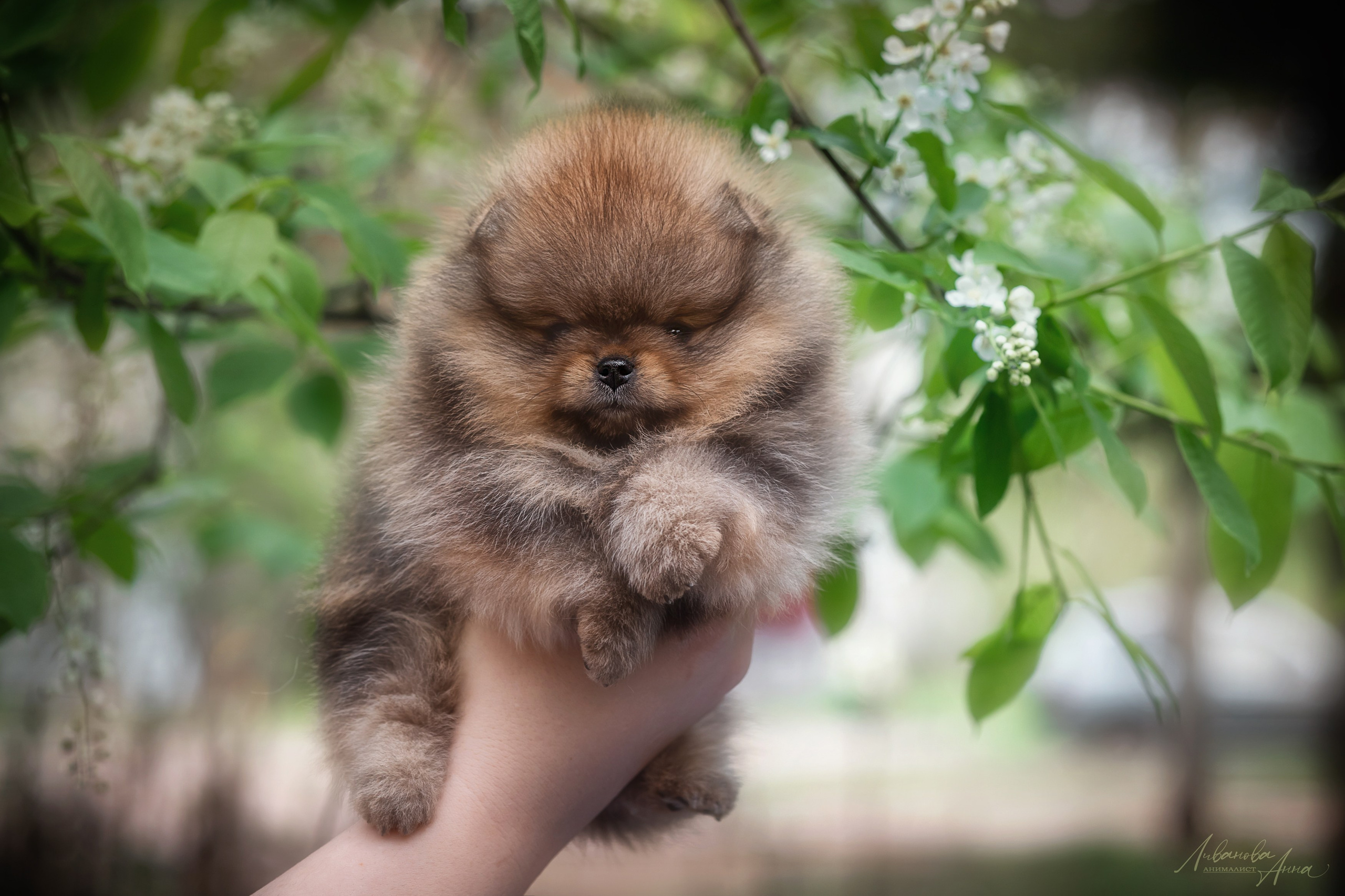 Шпицы. Фотограф анималист Аня Ливанова | Рыбинск