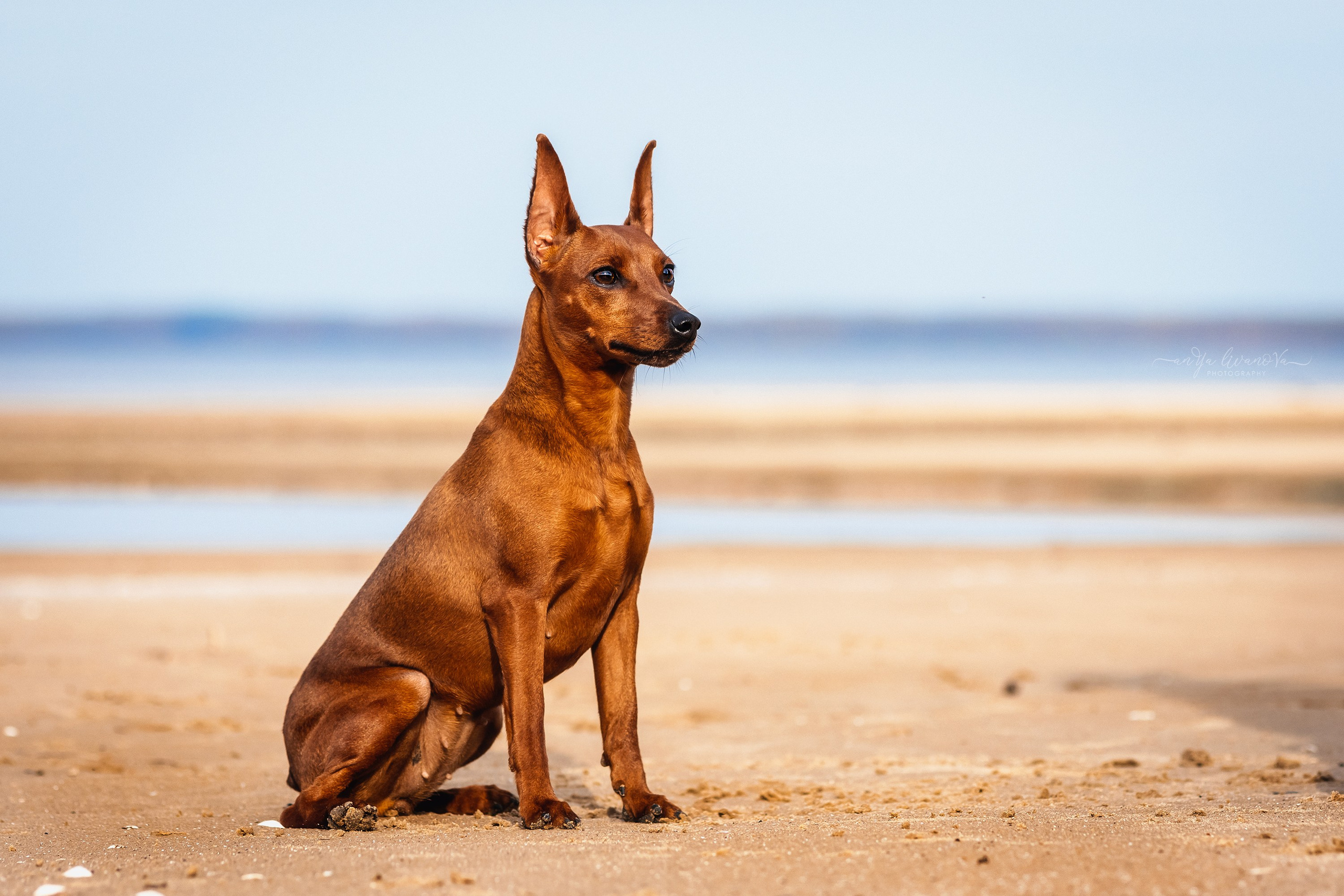 Киви на берегу. Фотограф анималист Аня Ливанова | Рыбинск