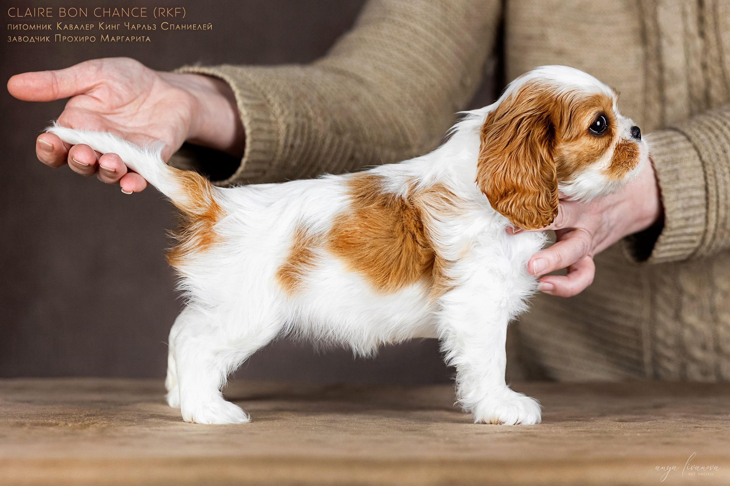 Кавалерчики. Фотограф анималист Аня Ливанова | Рыбинск