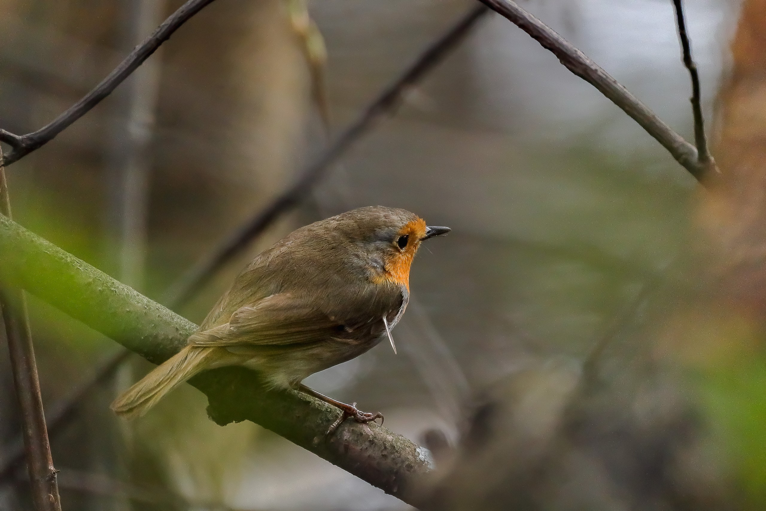 Птица зарянка или ольшанка
