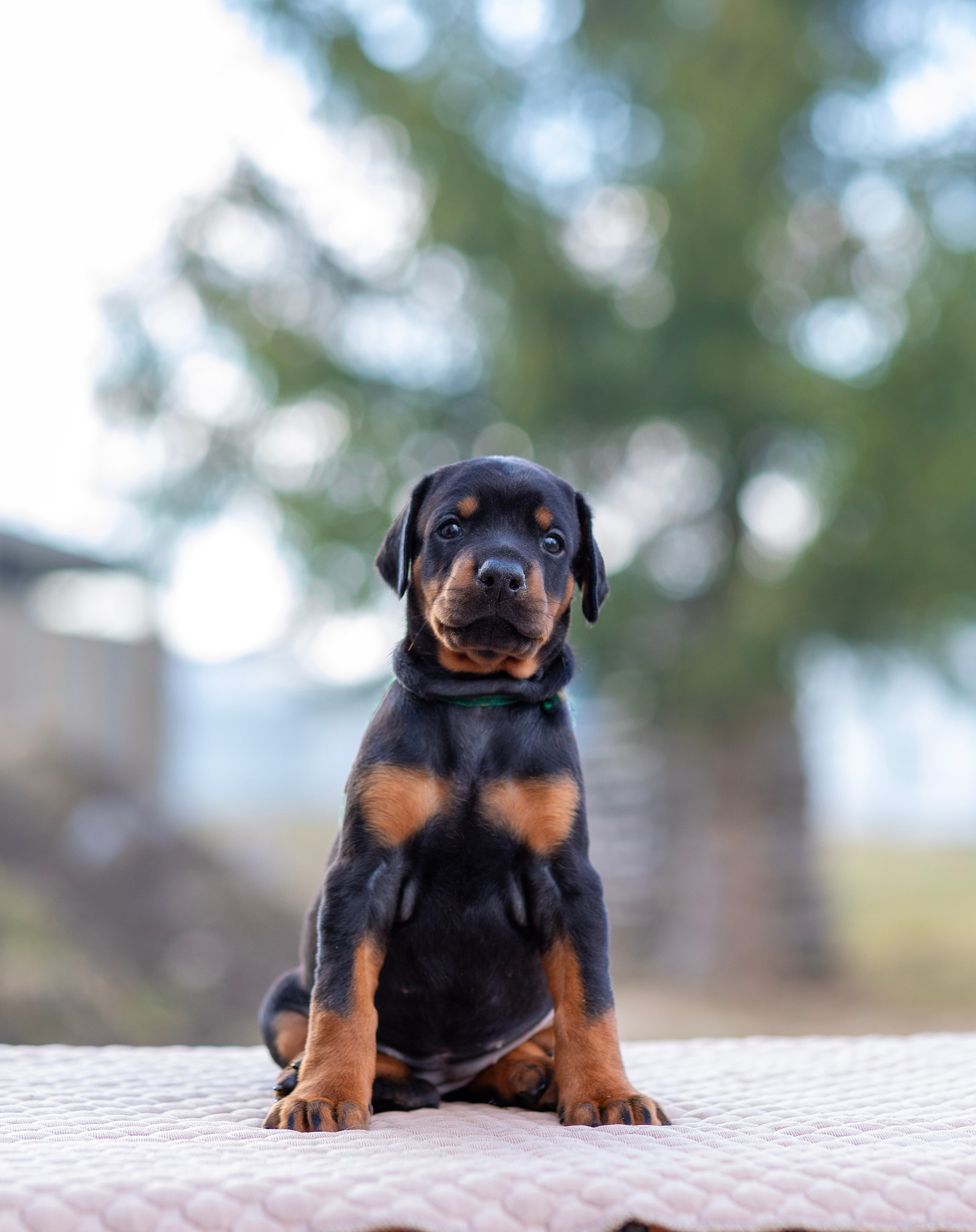Доберман. Фотограф — анималист Татьяна Ли