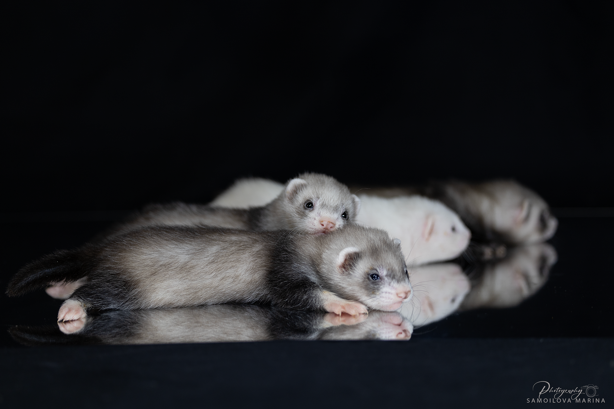 Хорьки. Фотограф-анималист в Москве и МО Самойлова Марина