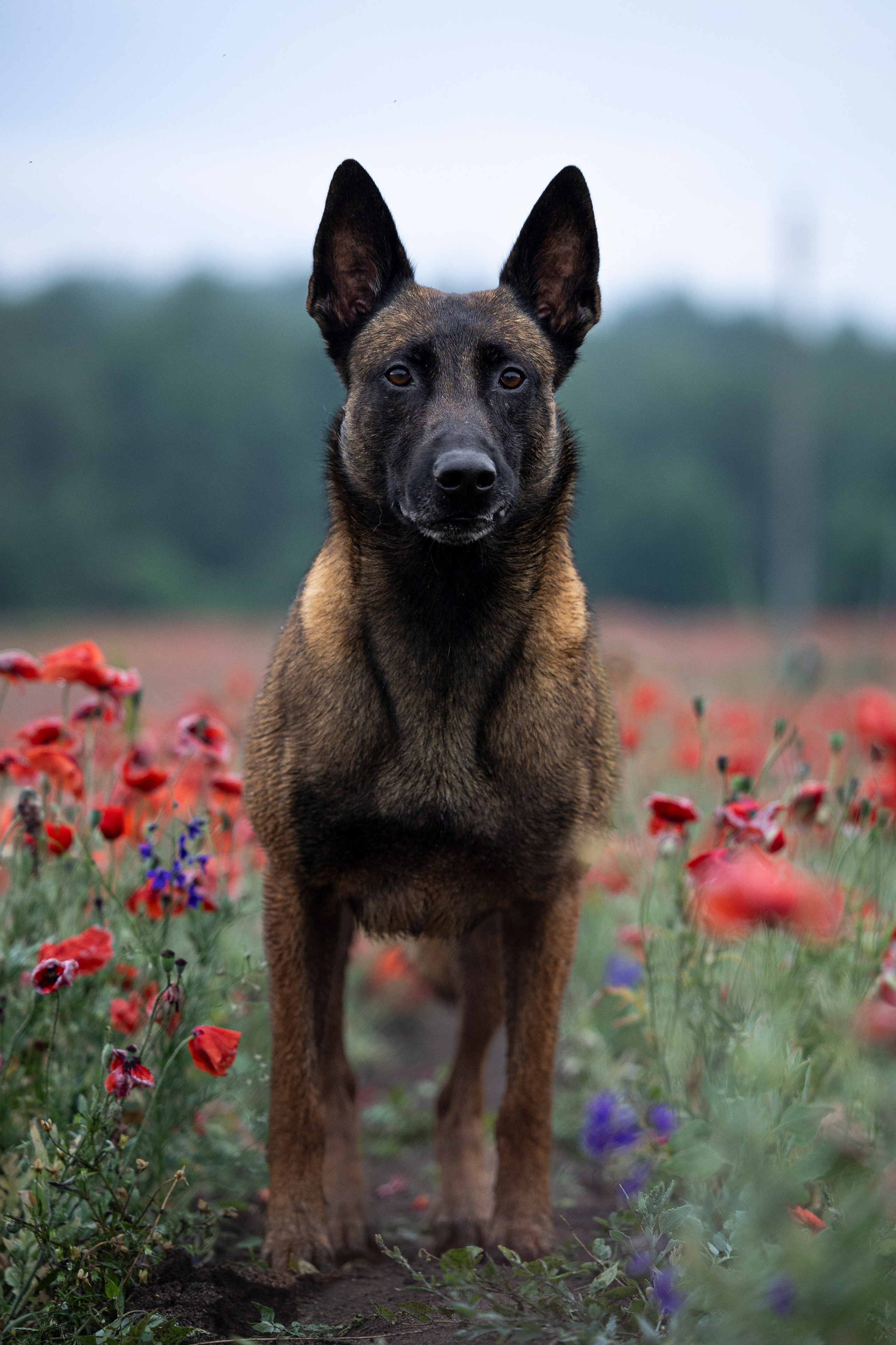 Маковое поле. Фотограф-анималист Анна Маринич