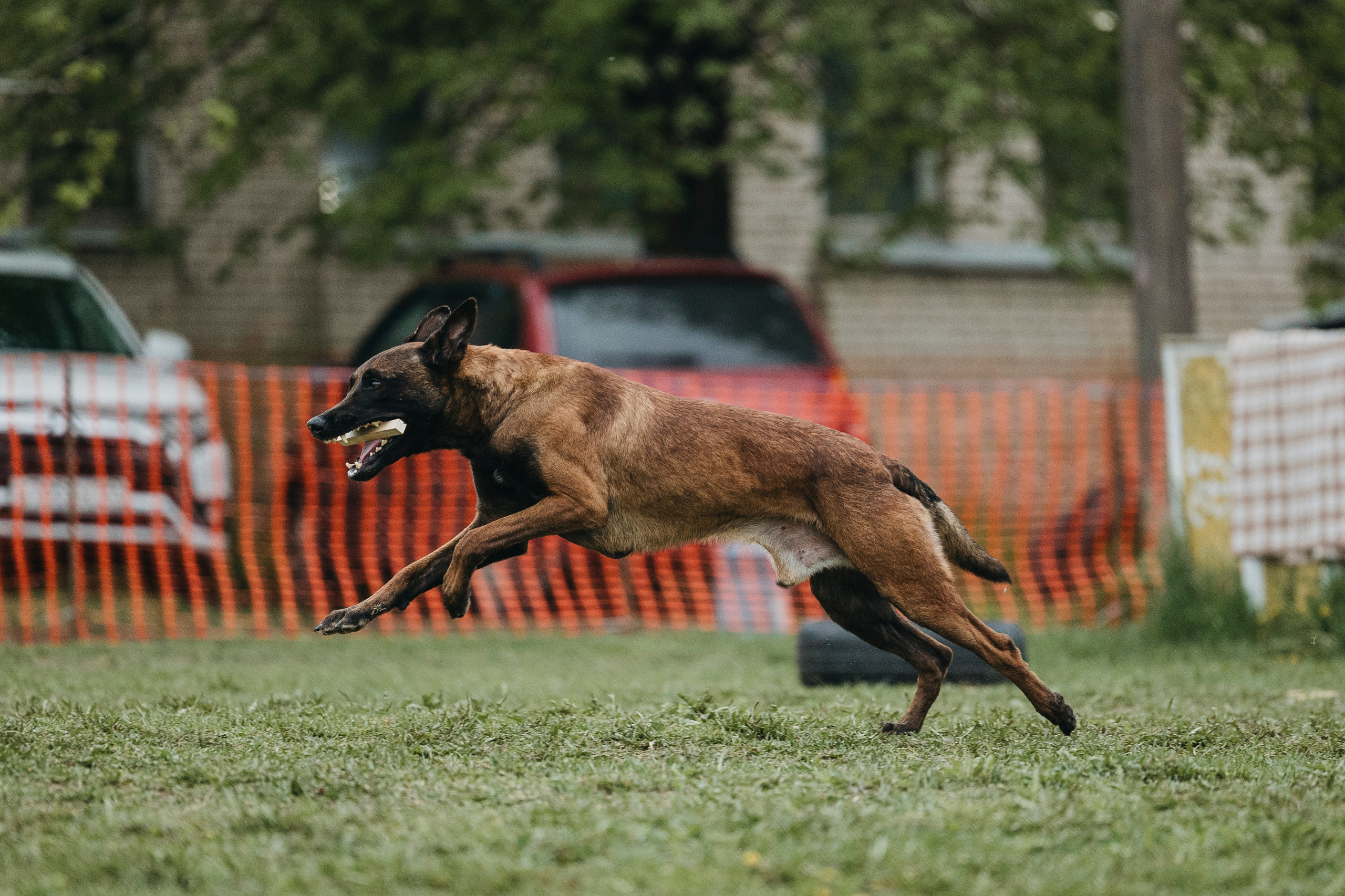 26.05.25 г. Пушкин квалификационные соревнования. Фотограф-анималист Анна Маринич