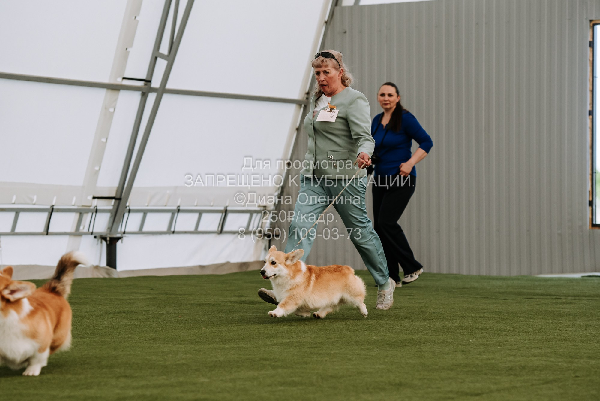 Выставка собак Красноярск 2.06. Фотограф Диана Оленина Красноярск / Братск