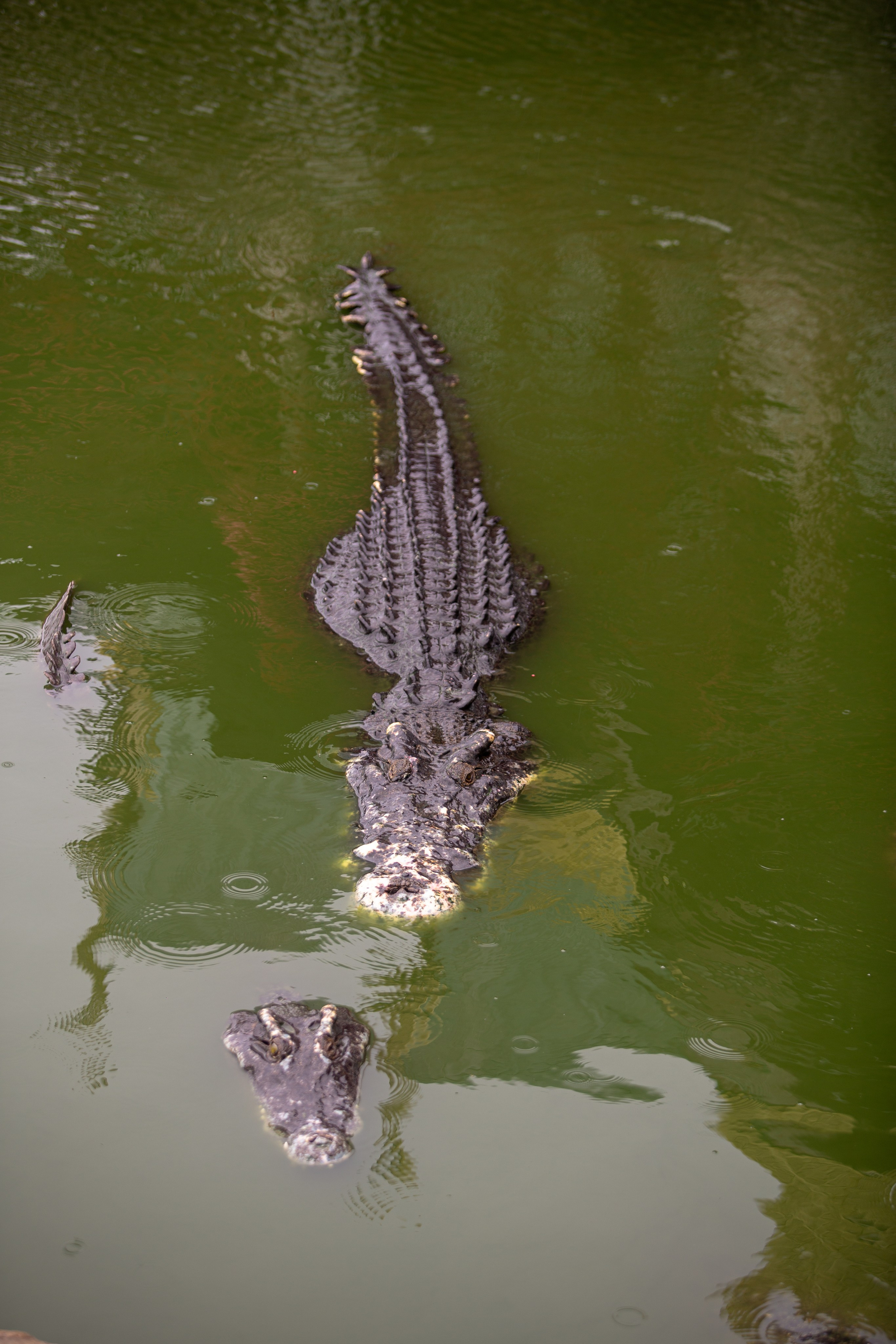Samut Prakan Crocodile Farm & Zoo. Photographer Sonkina Tatiana (Tanya Ash)