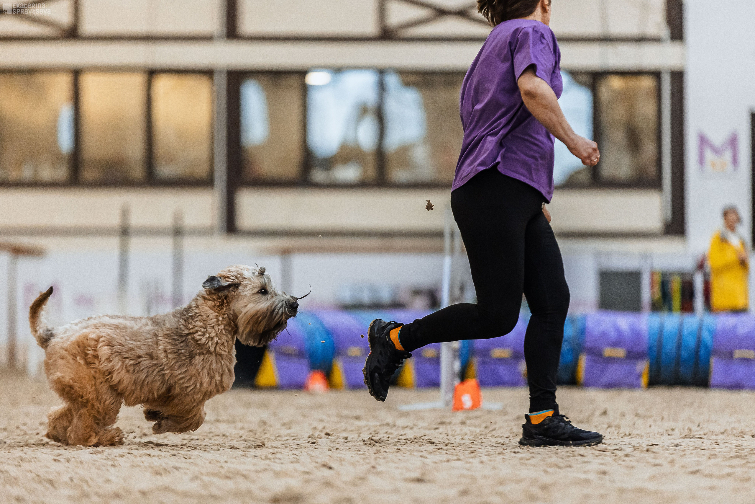 ЧРКФ Аджилити в Максима. Фотограф Анималист Екатерина Справцева в Нижнем Новгороде