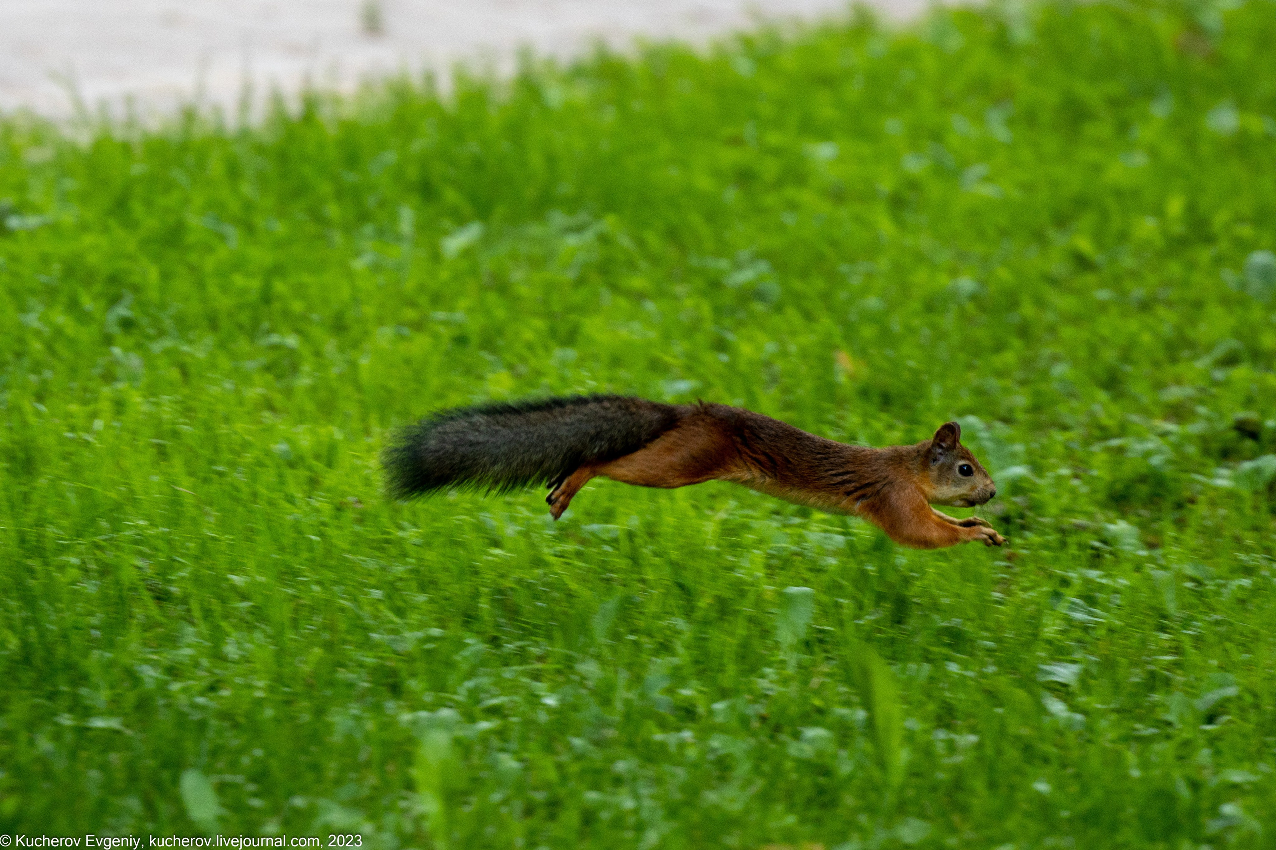 Животные. Кучеров Евгений. Фотограф