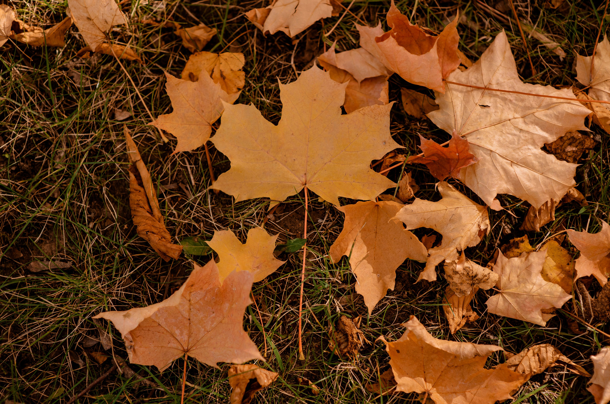 Евгений и Евгения. Свадебный Фотограф в Твери Анастасия Булкина