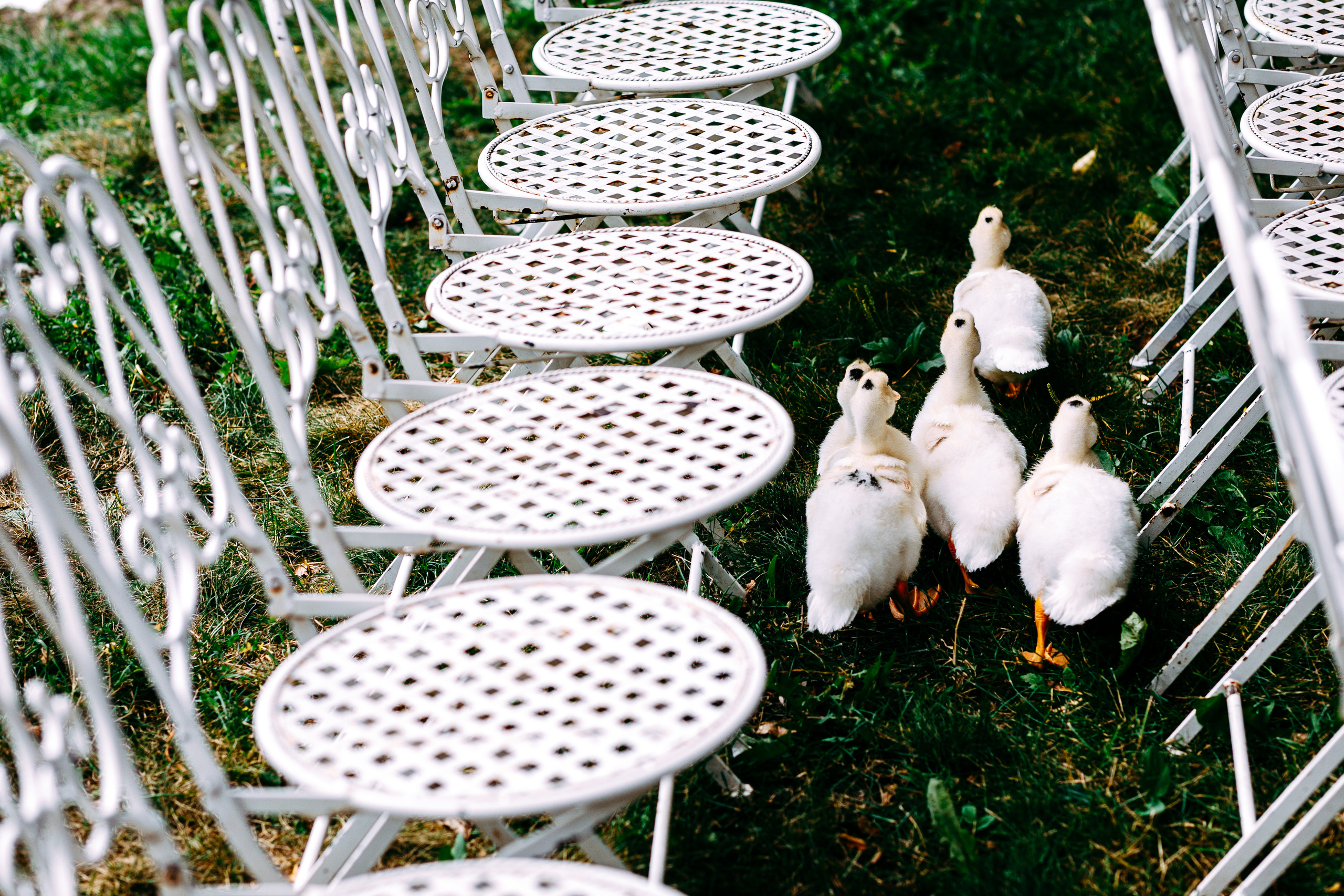 Даниил и Ирина. Никита Селиванов, свадебный фотограф в Воронеже