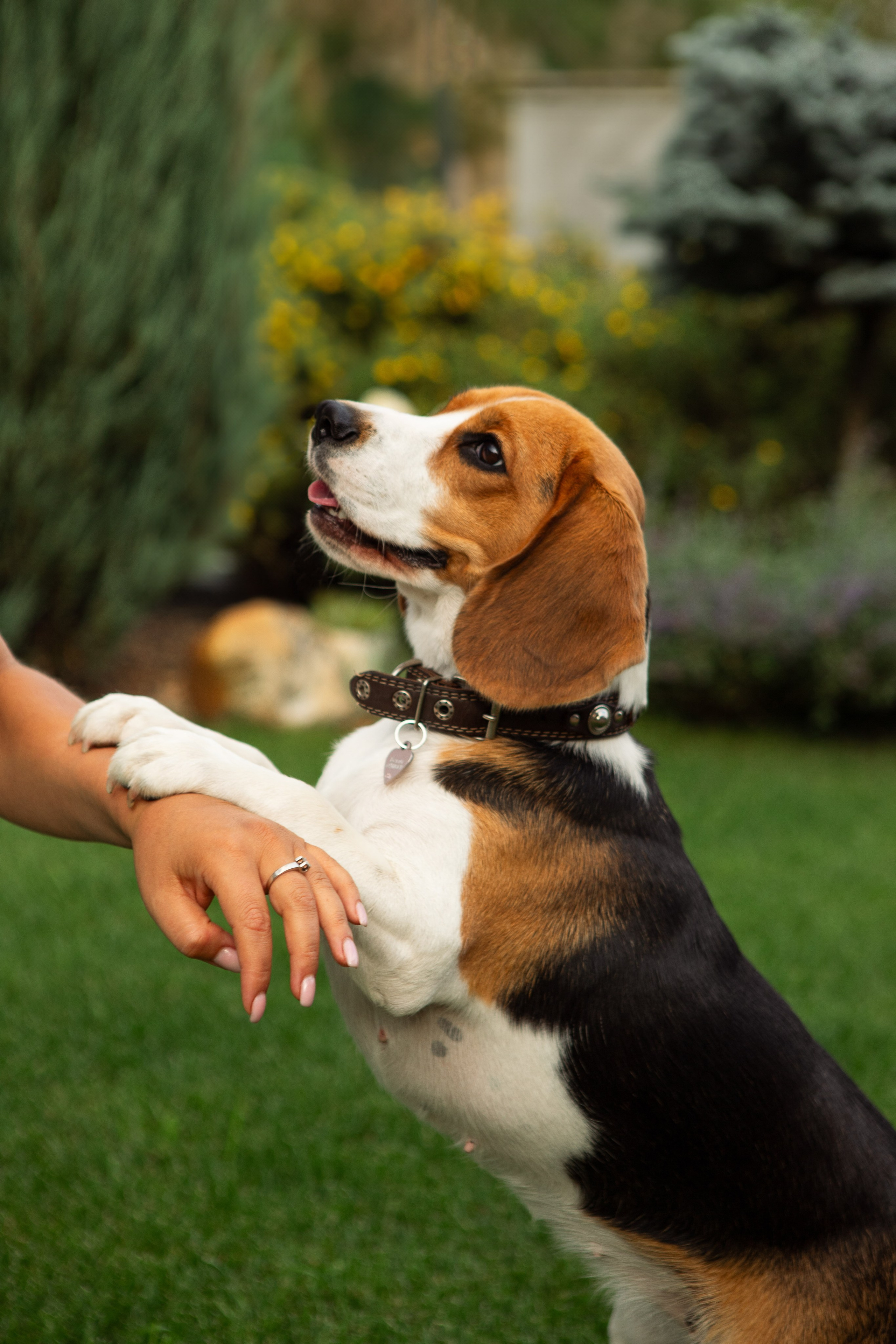 В саду гортензий. Семейный и контент- фотограф Анна Уткина, Электросталь, Ногинск, Москва