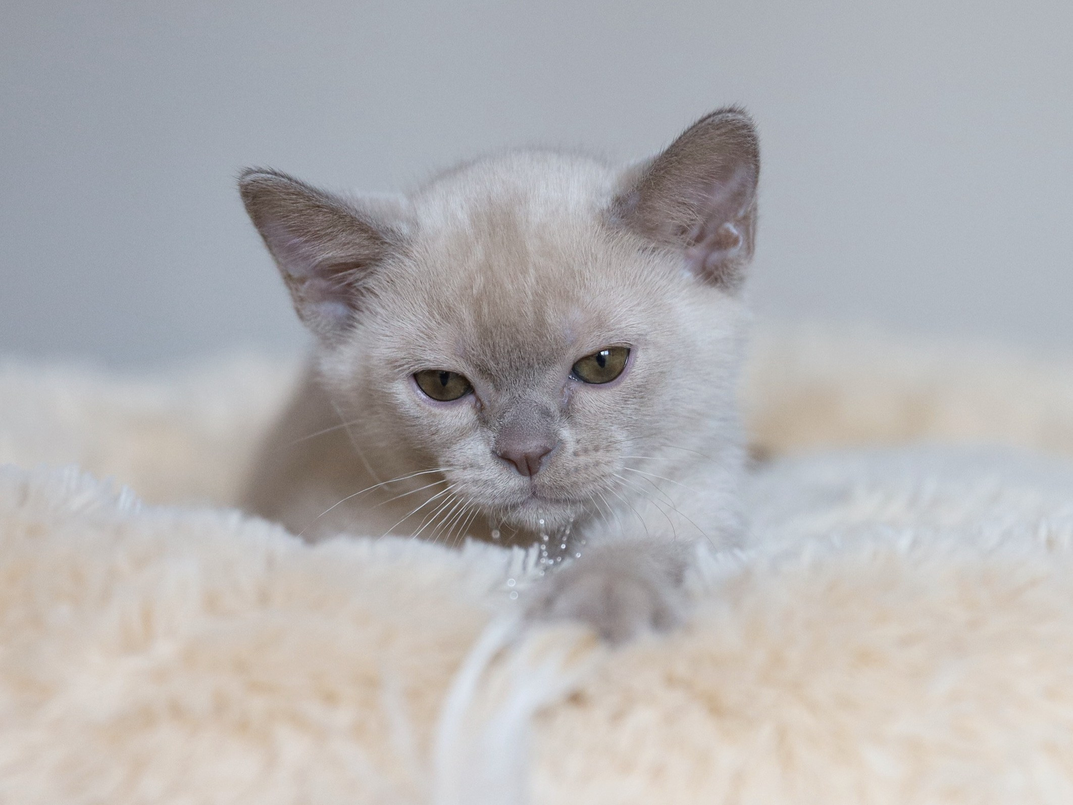 Christopher. Питомник «Bouncy Life»