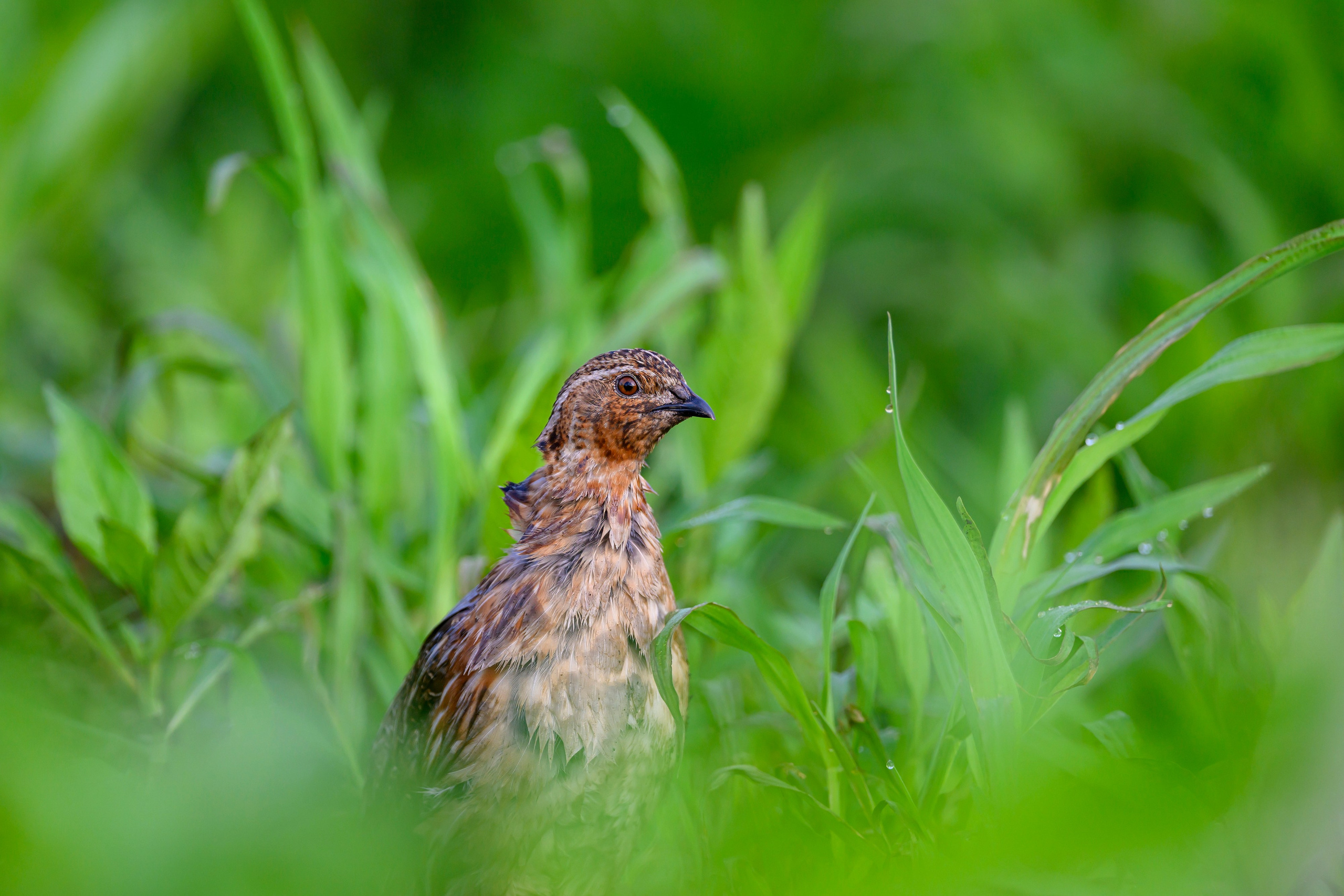 Перепел. Wildlife photography by Sergey Puponin