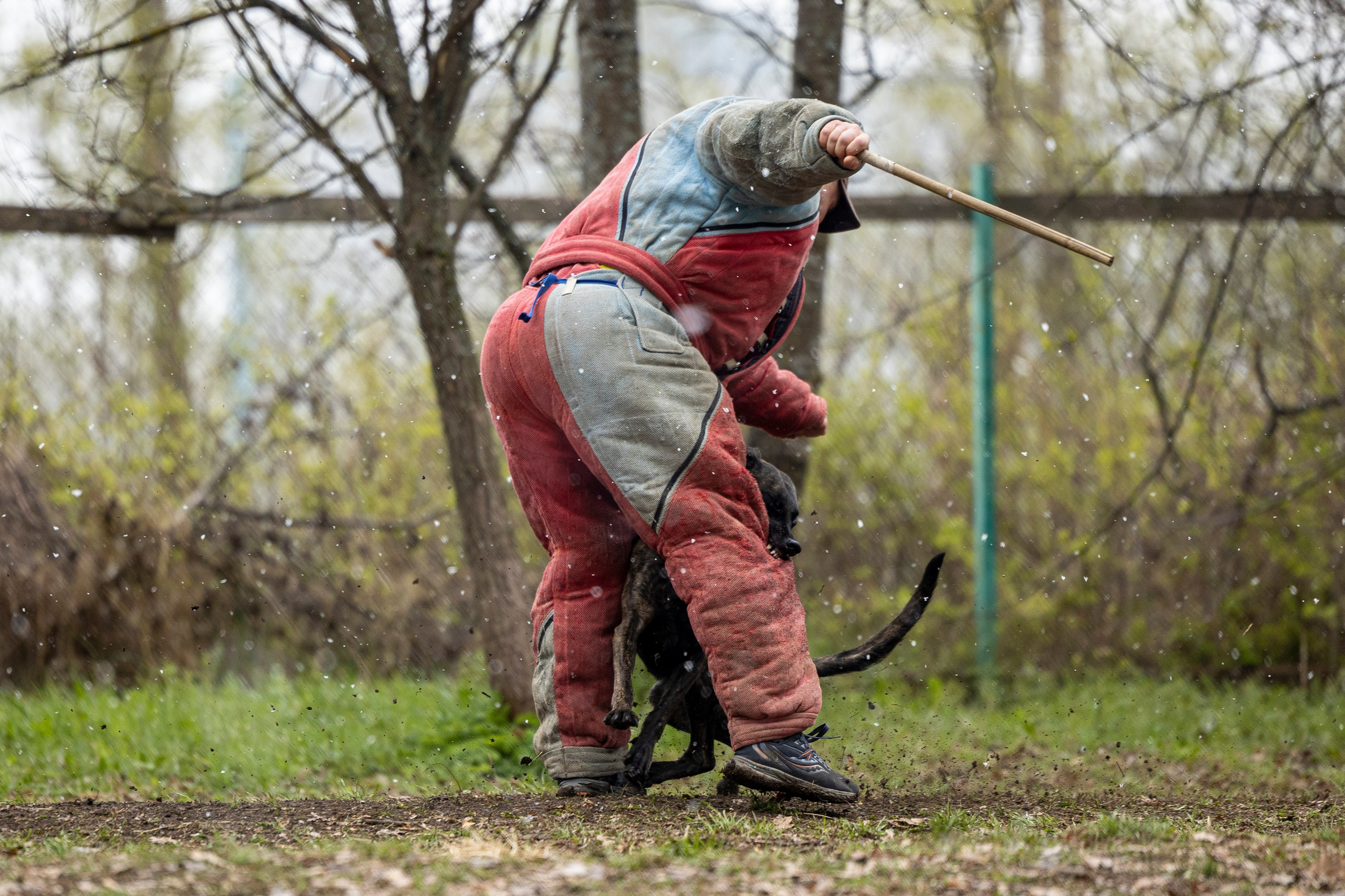 Квалификационные состязания по мондьорингу г. Вологда 11.05.24. Фотограф-анималист Анна Маринич