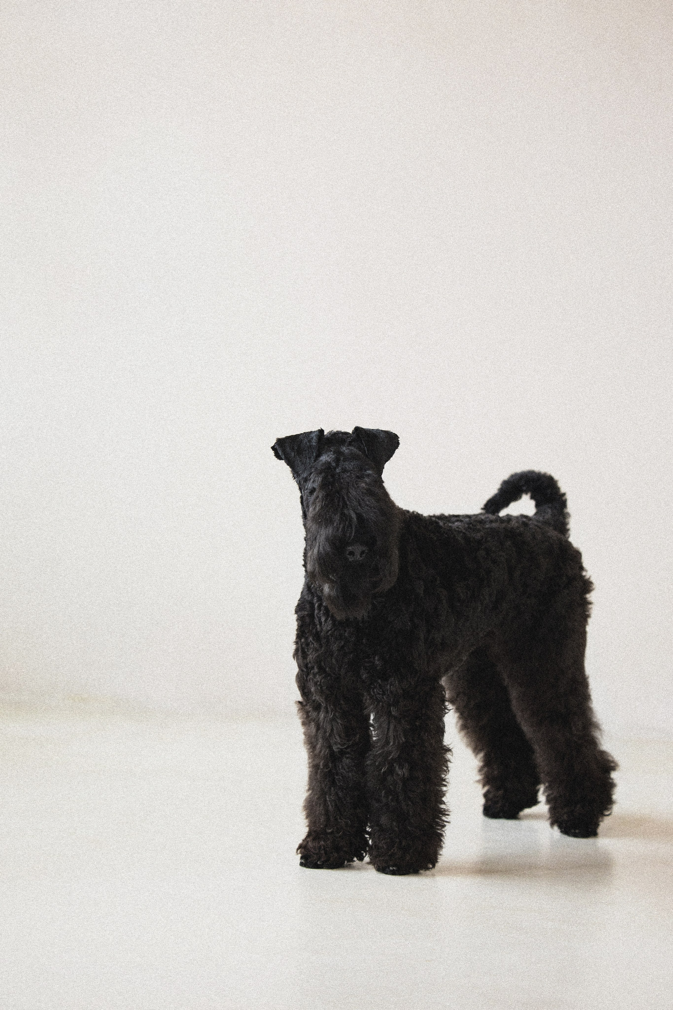 Портфолио. Фотограф-анималист в Екатеринбурге Марина Шишкина