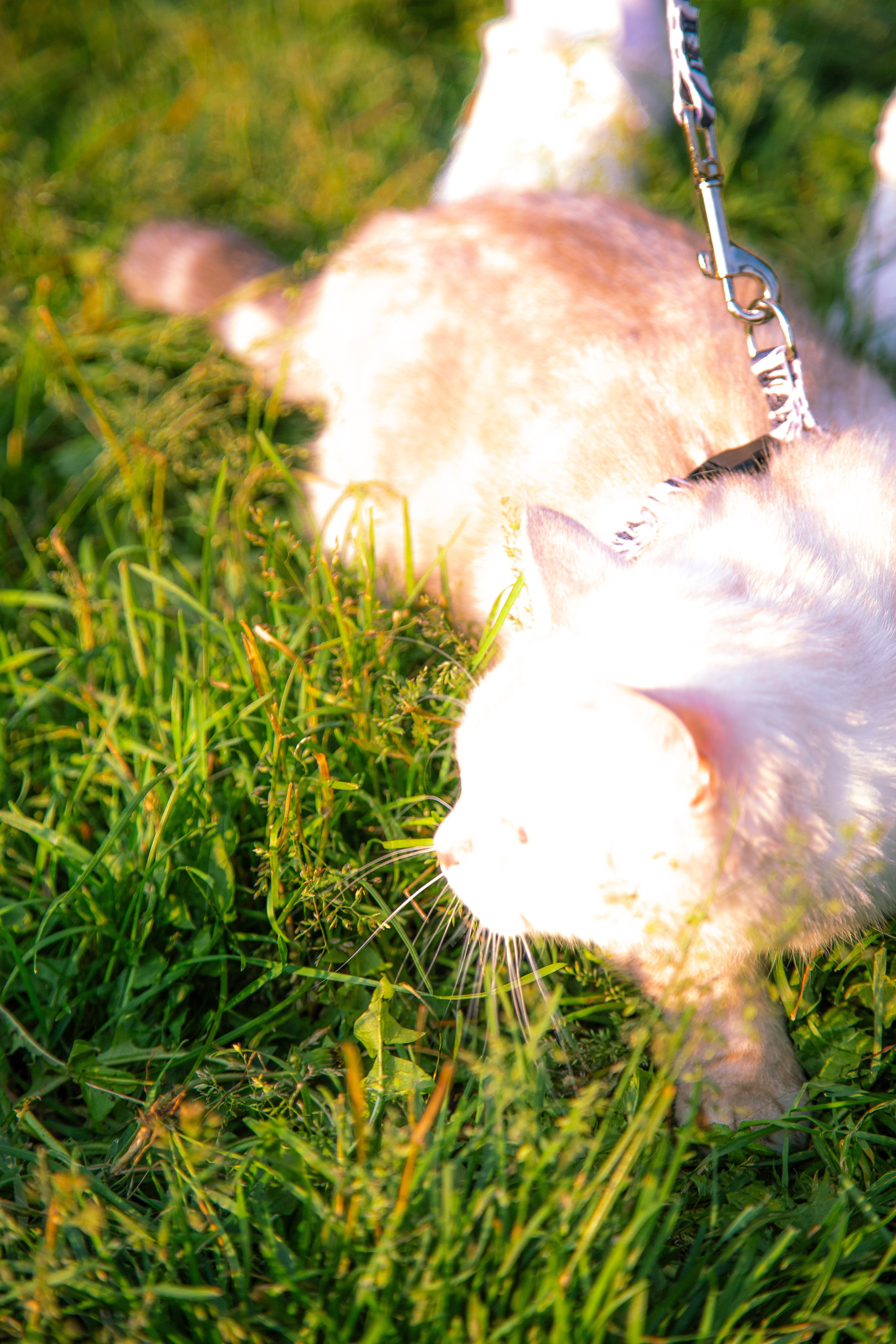 В моде тёплые коты. Репортажный и портретный фотограф Казань / Горячих Полина