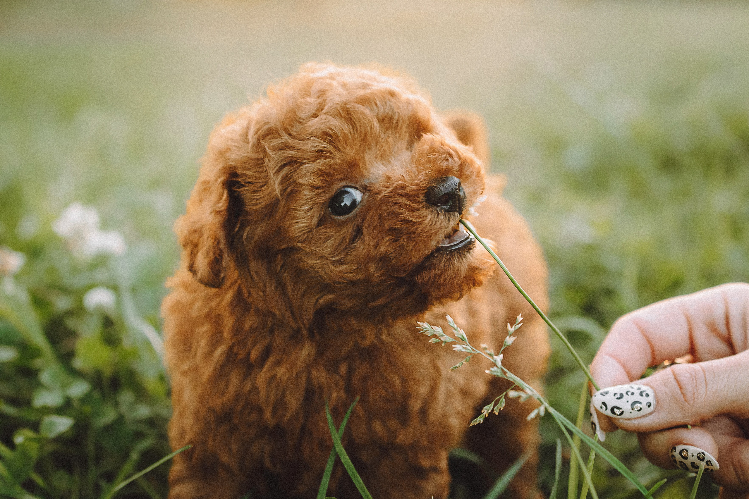 Гречка, Кари и щенки