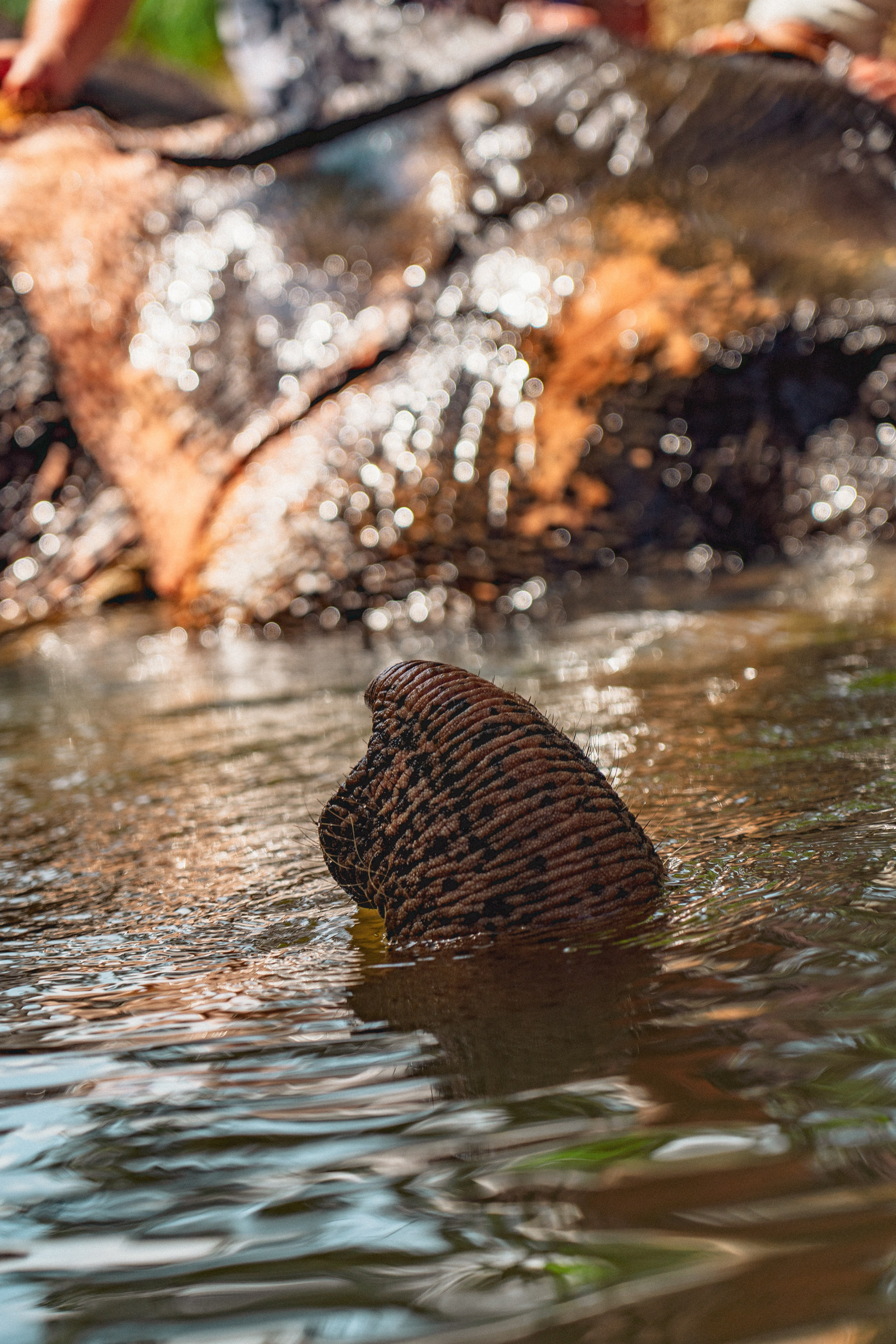 Bathing with elephants in Pinnawala, Botanical Garden